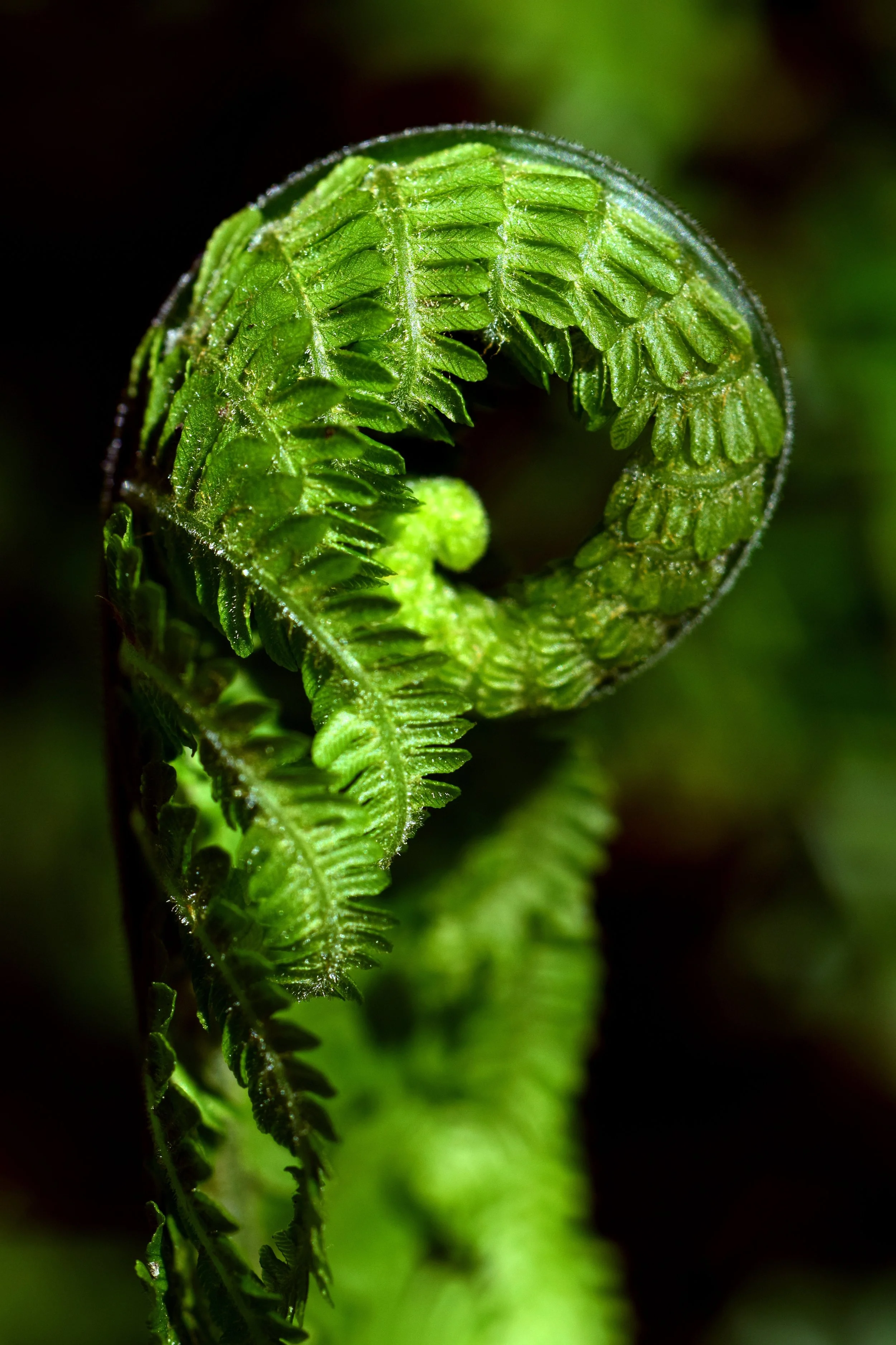 THE TAPROOT METHOD — 1:1 COACHING
