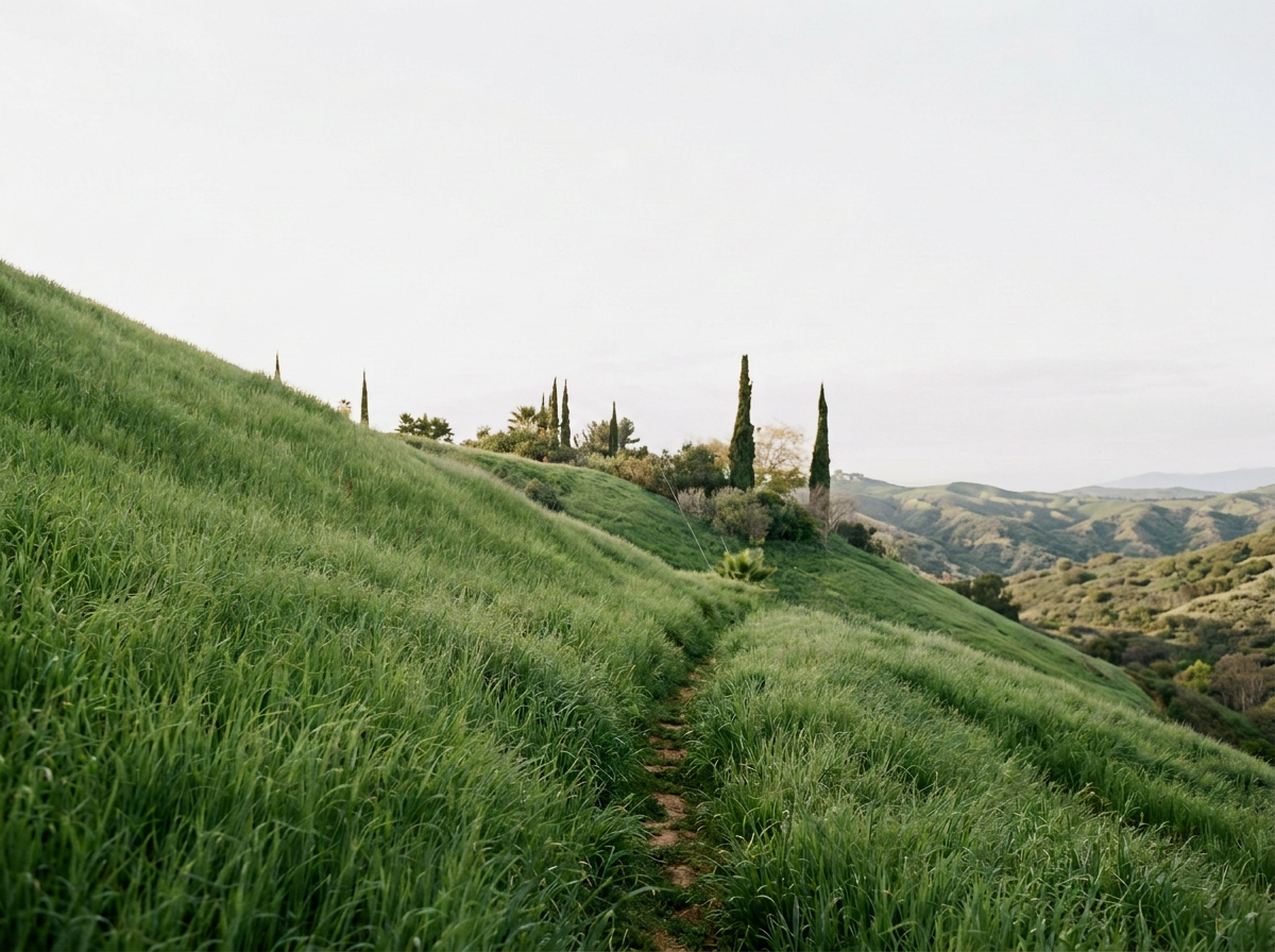 A dirt path winding through a hillside covered in tall, green grass with a few cypress trees in the distance, rolling hills far away, under a cloudy sky.