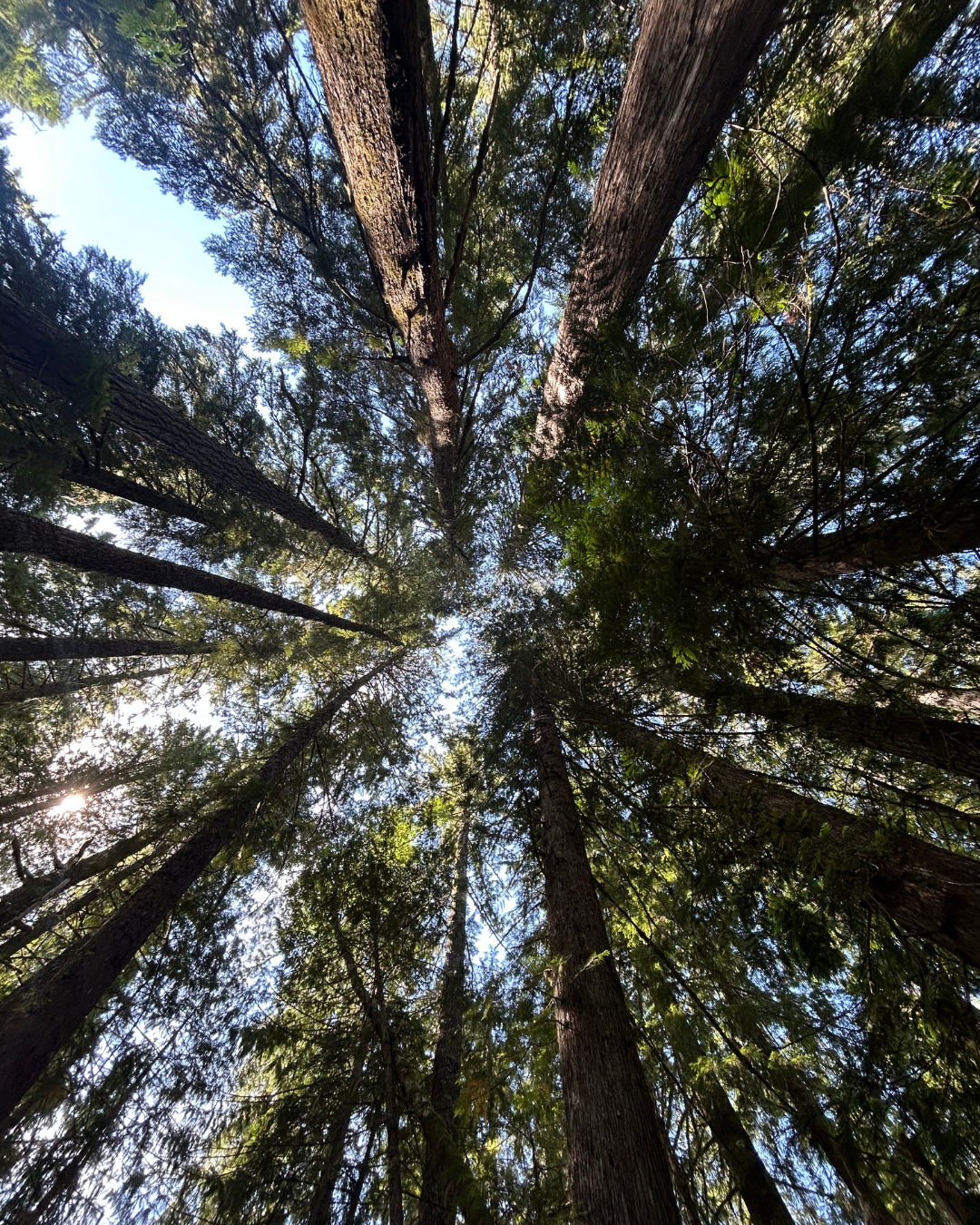 Looking up at tall trees in a forest with sunlight filtering through the branches.