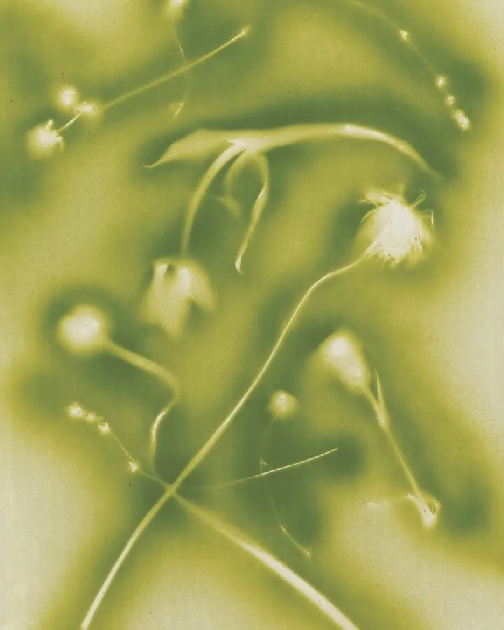 Close-up of green plant with small white flowers and thin stems.