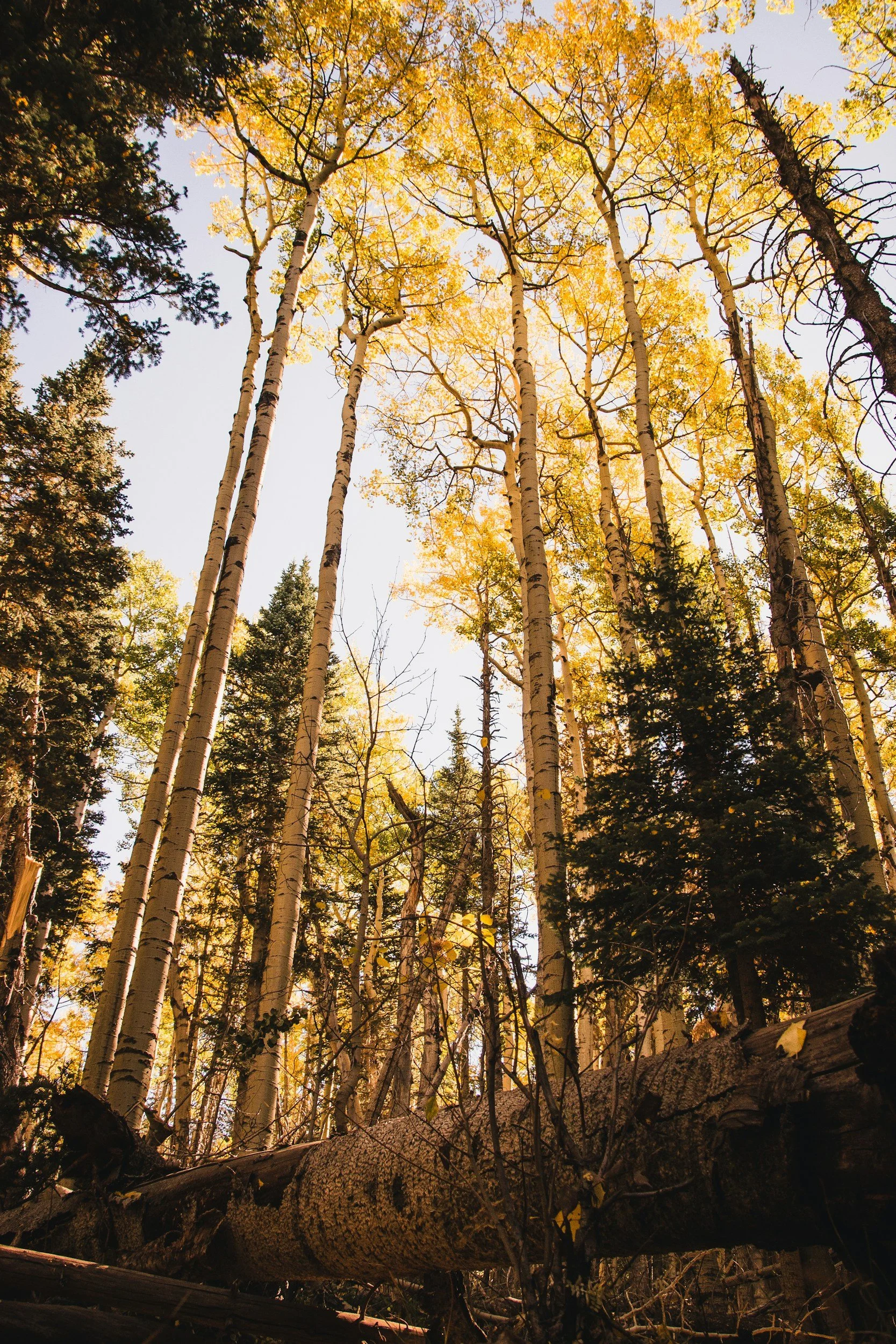 Aspen trees in Flagstaff Arizona, trauma therapy available to Flagstaff residents via telehealth