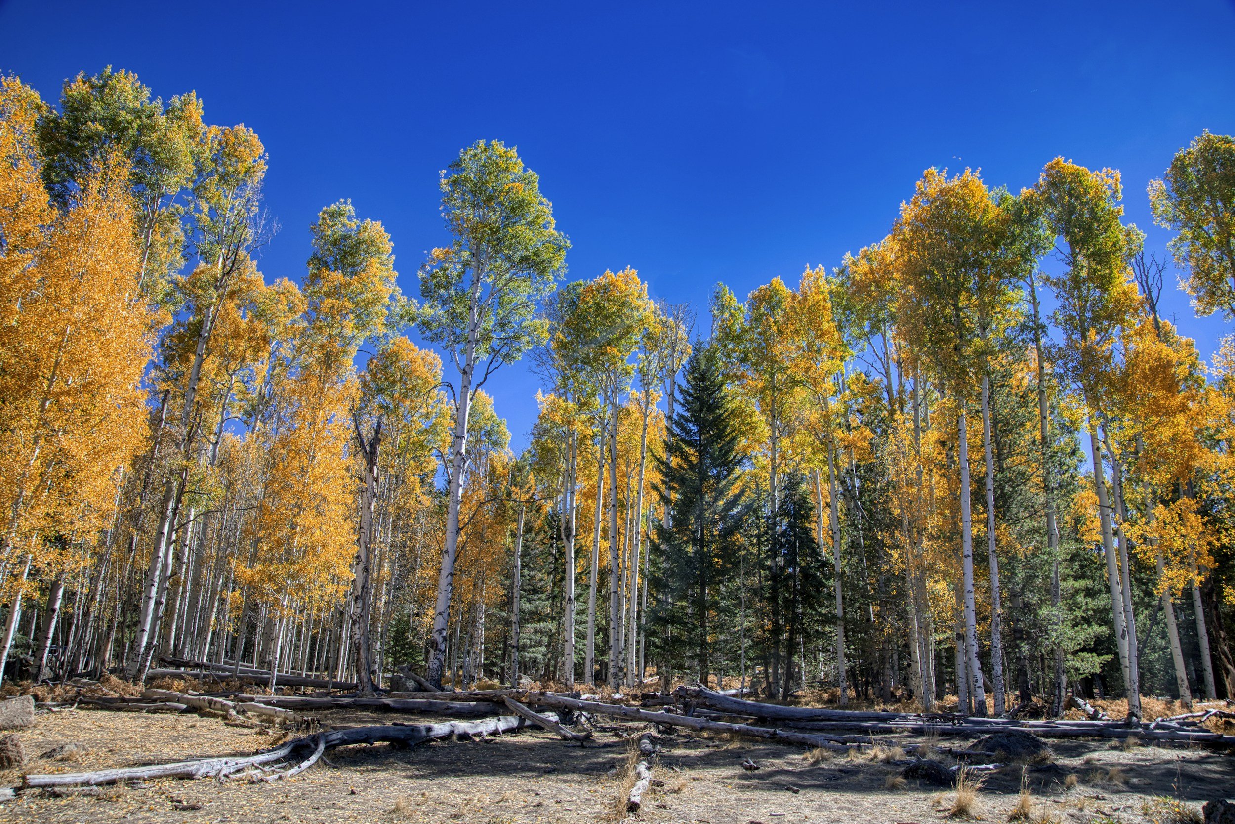 Aspen trees in Flagstaff Arizona, attachment therapy available to Flagstaff residents via telehealth