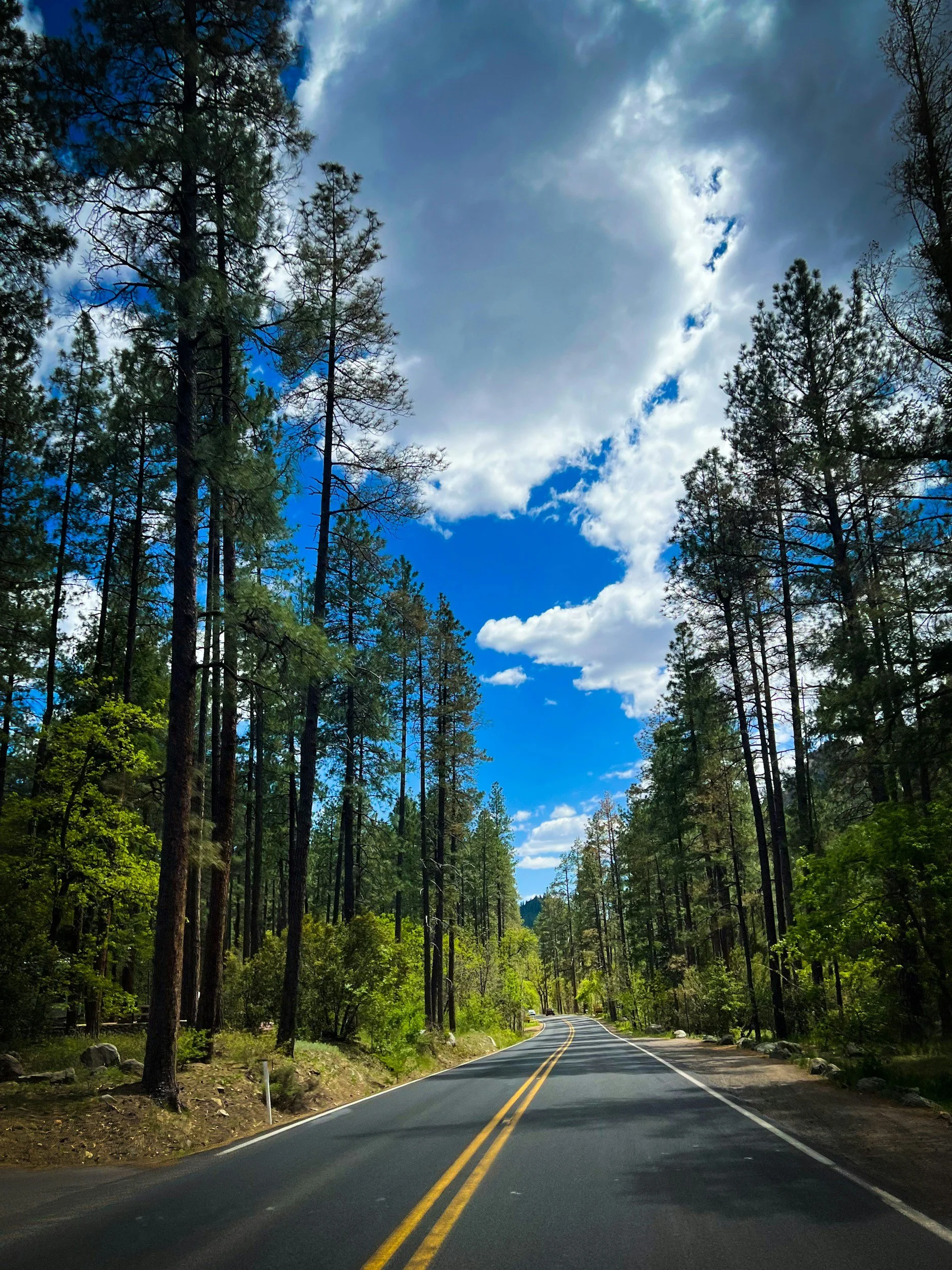 Pine tree lined road in Flagstaff Arizona, infidelity and betrayal trauma therapy available to Flagstaff residents via telehealth