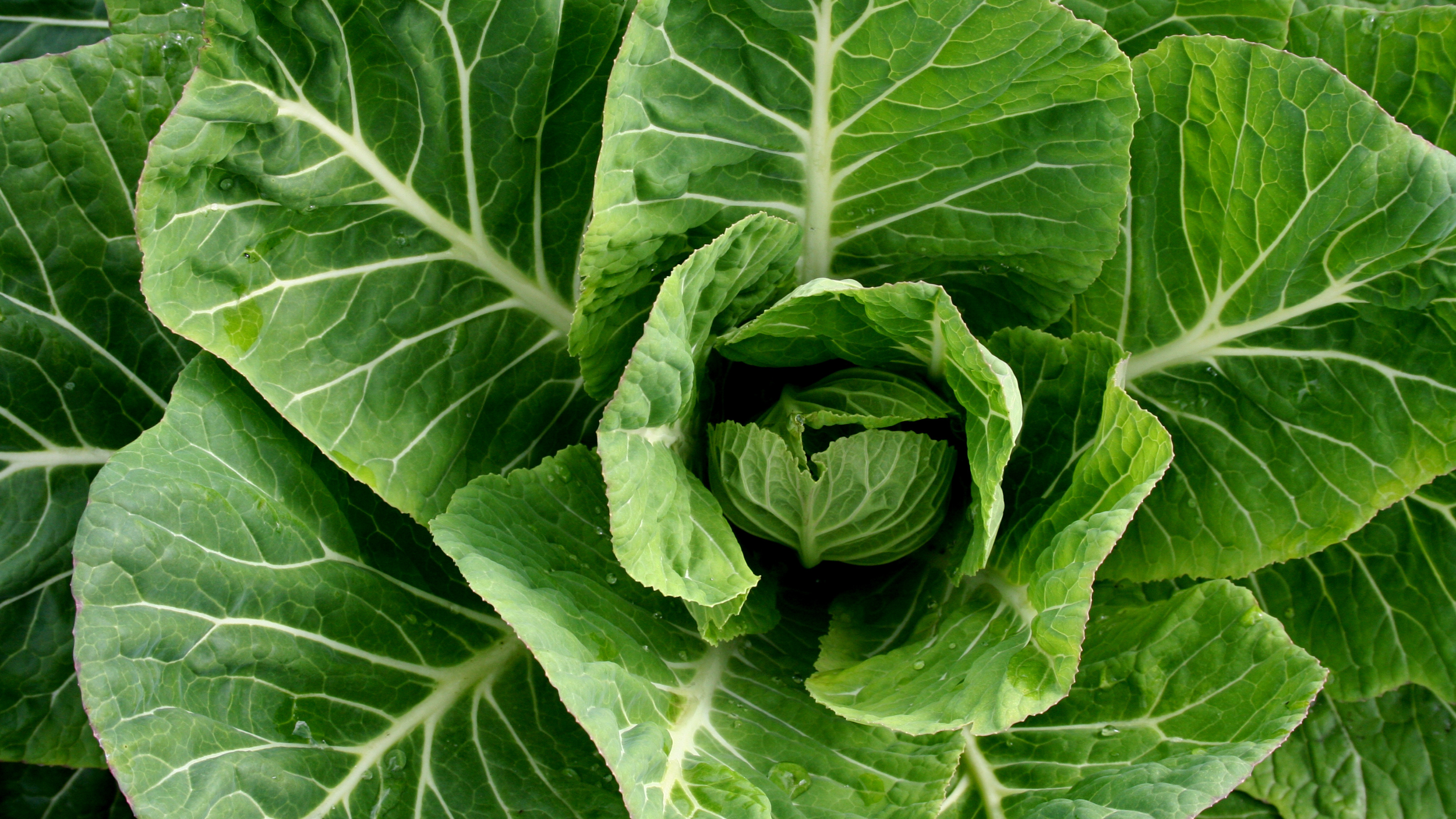 Close-up of green leafy cabbage plant with prominent veins and water droplets.