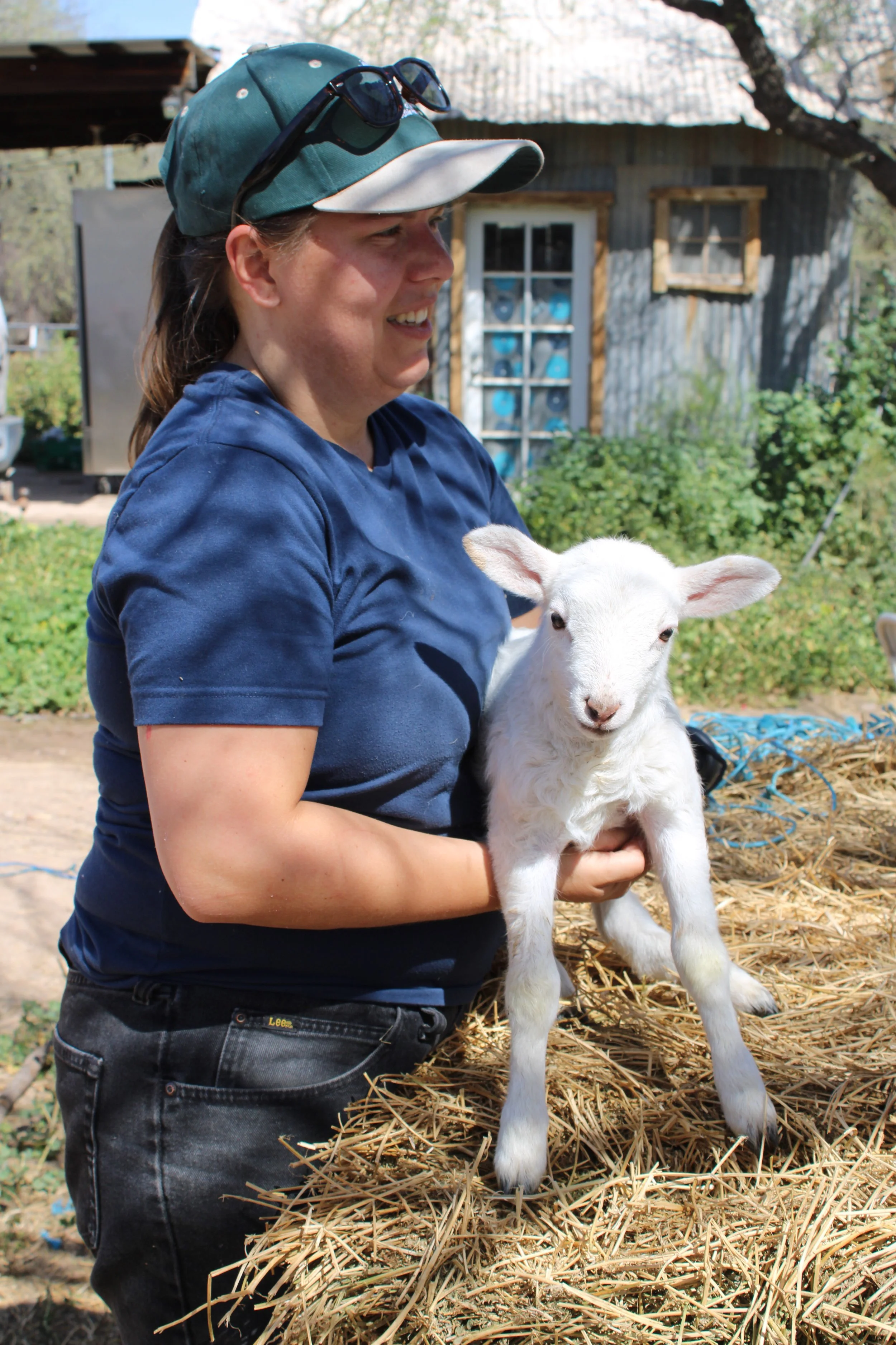 A woman holding a young goat on hay outside in front of a rustic barn, wearing a blue shirt, dark jeans, a cap, and sunglasses on her head.