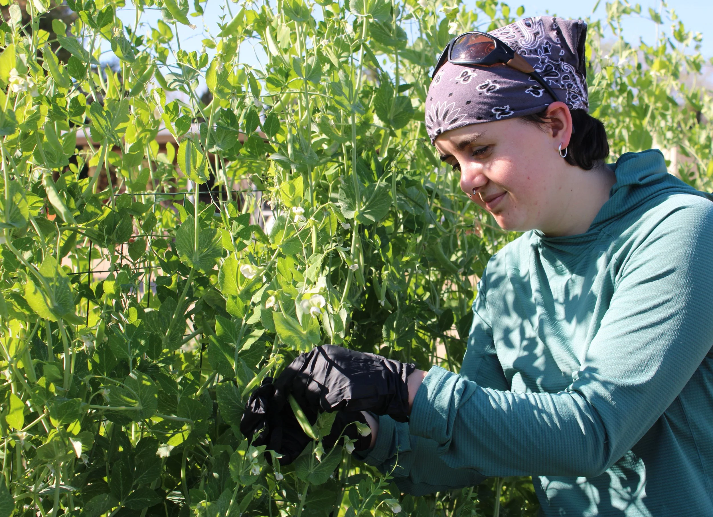 A person wearing a patterned bandana, sunglasses, and gloves is harvesting green peas from a lush garden with green foliage.