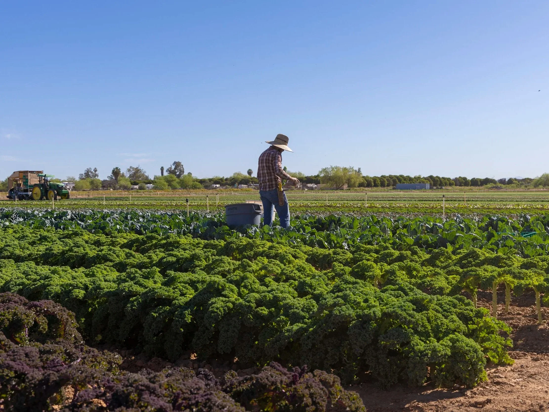 A person wearing a large straw hat, plaid shirt, and jeans standing in a lush vegetable field on an organic farm. There is farm equipment and a tractor on the field, with trees and a clear blue sky in the background.