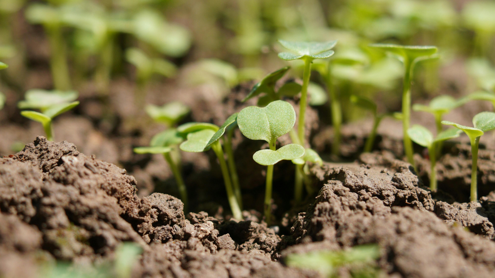 Close-up view of small green seedlings sprouting from dark brown soil.
