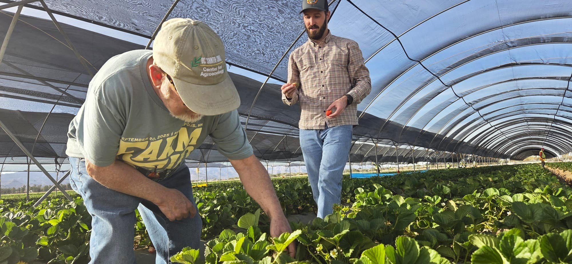 Two men working in a greenhouse with rows of strawberry plants, one of them is bending down and the other is standing and holding a strawberry.