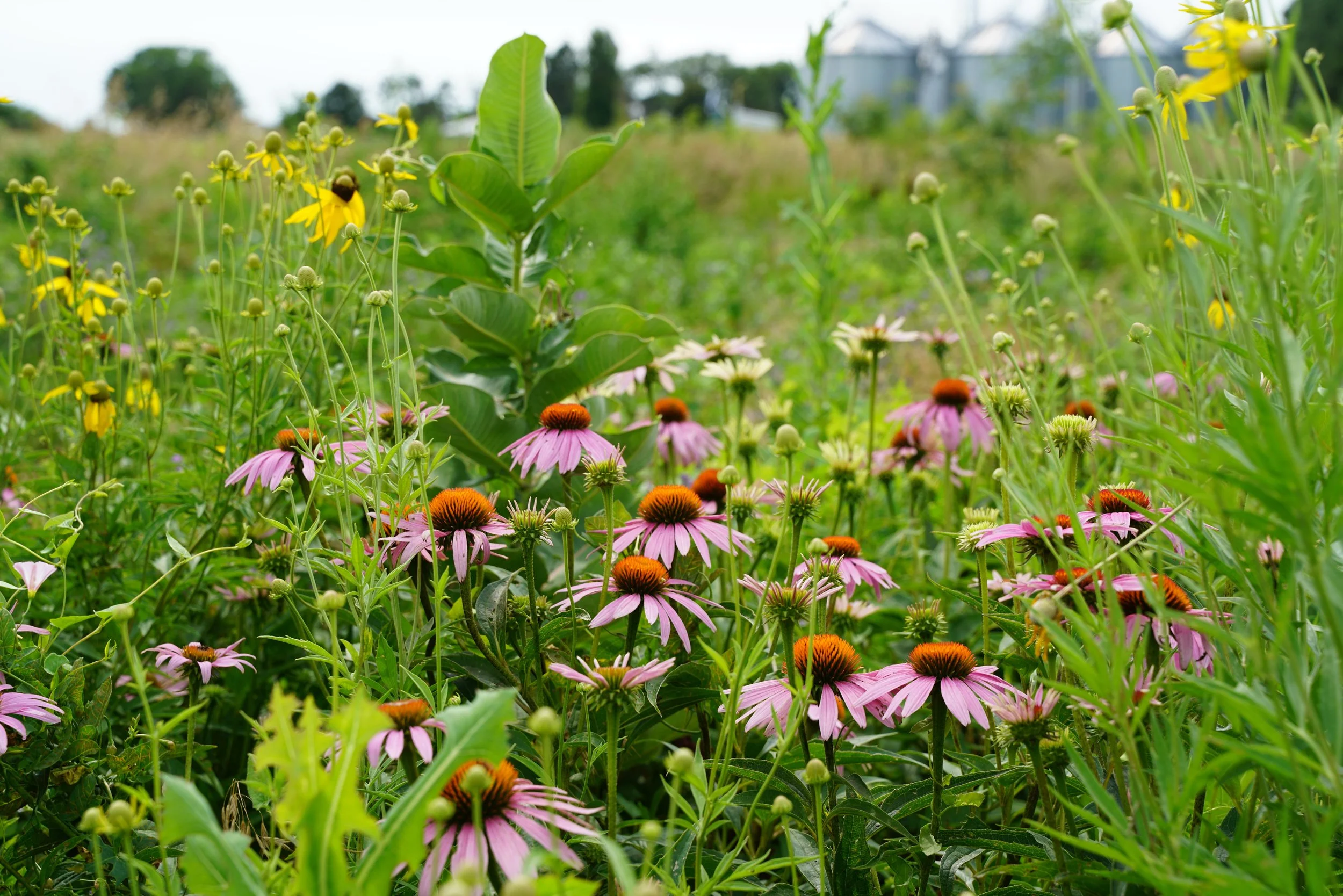 Wildflowers including pink coneflowers and yellow flowers in a field with trees and farm buildings in the background.