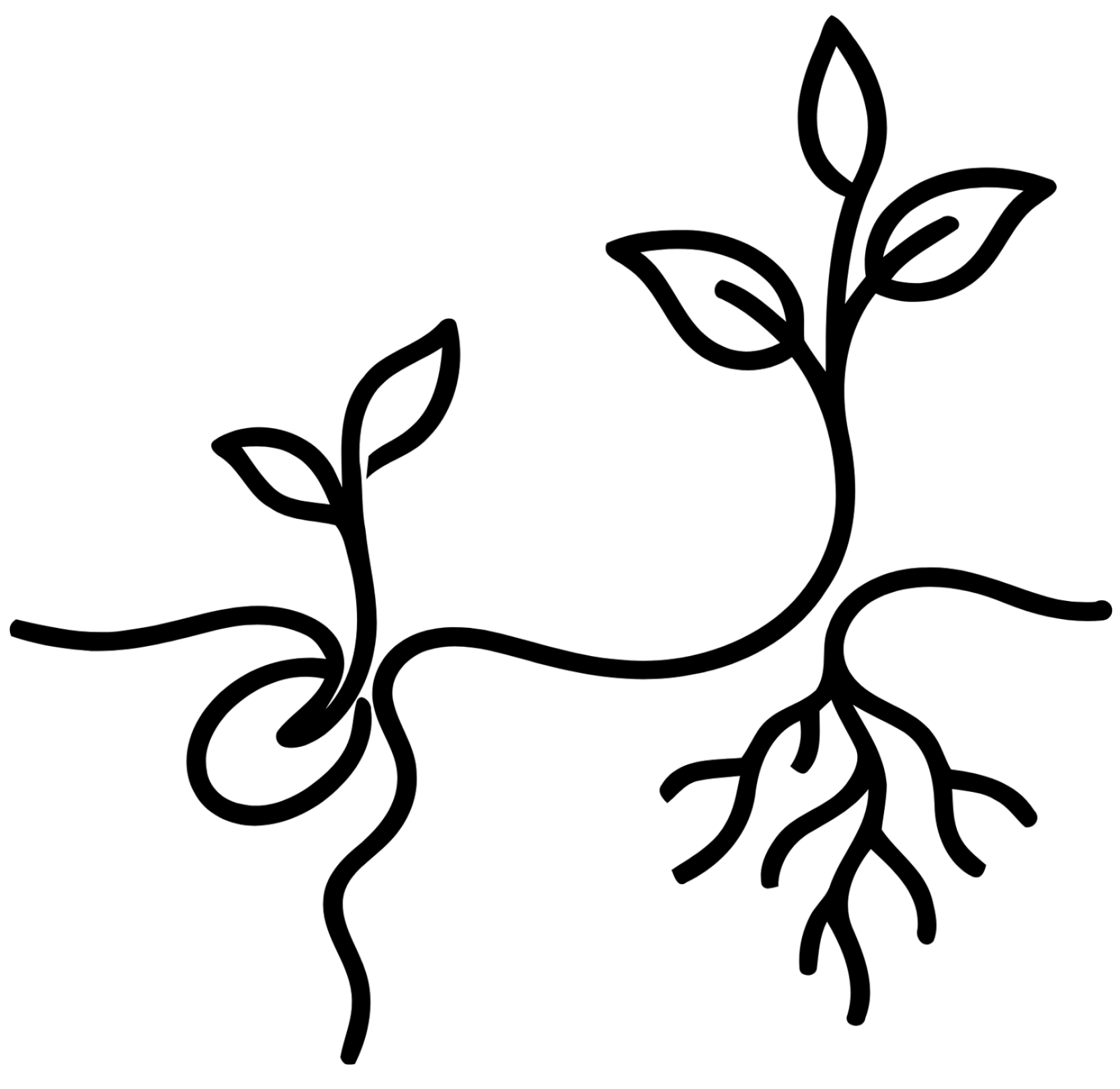 Outline drawing of two plants with sprouting leaves and roots.