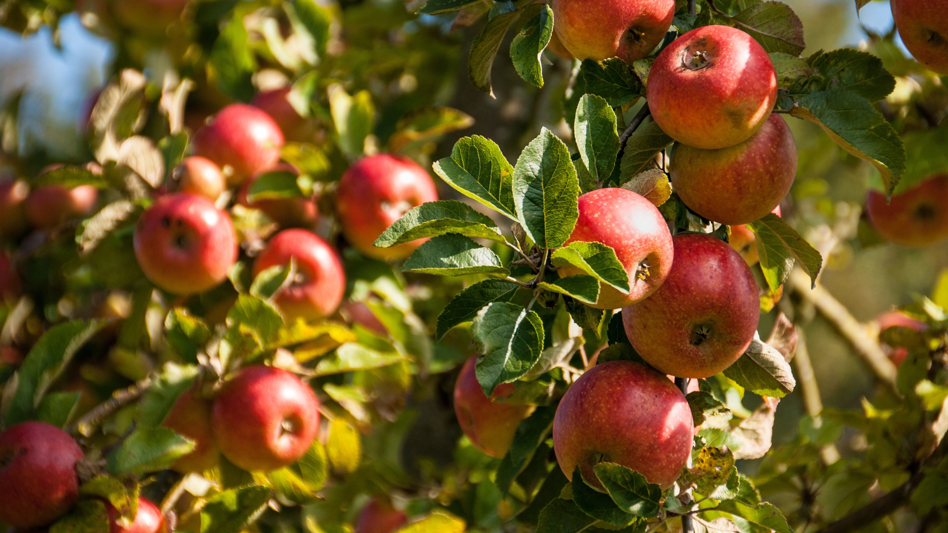 Red apples hanging on a tree branch with green leaves, sunlight illuminating the scene.