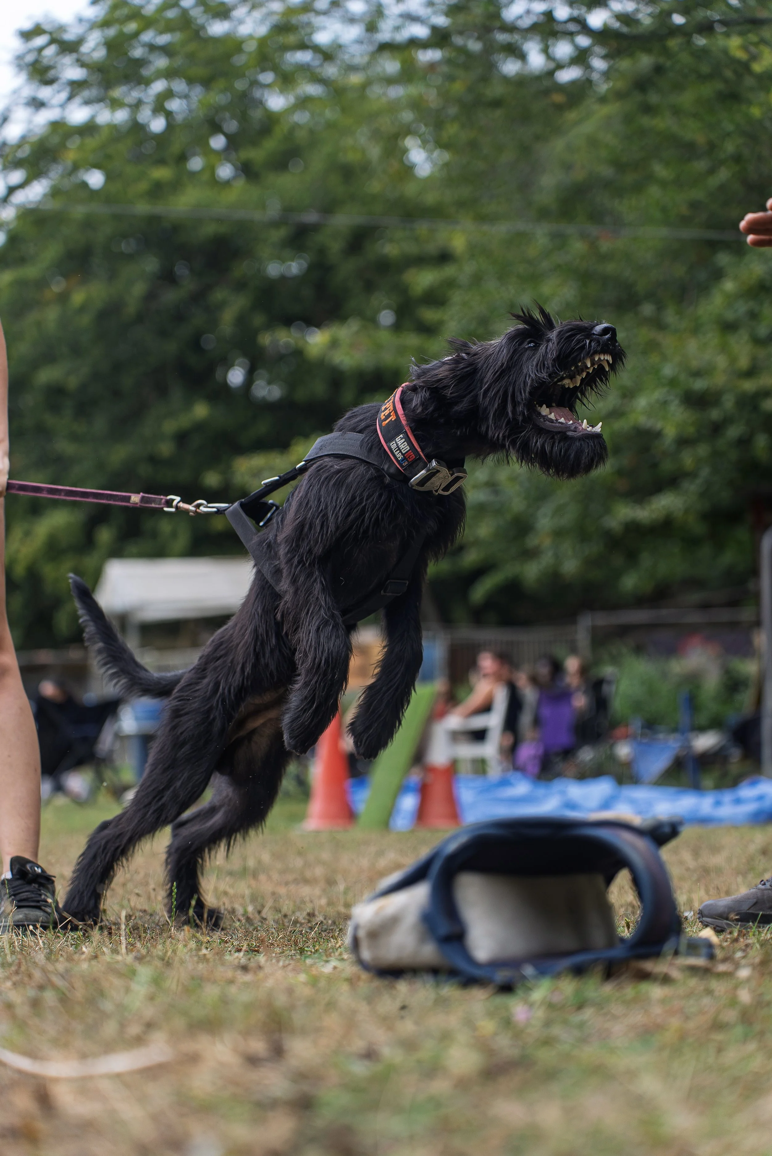 A black dog jumping in the air with a person holding its leash in an outdoor park setting with blurred trees and people in the background.