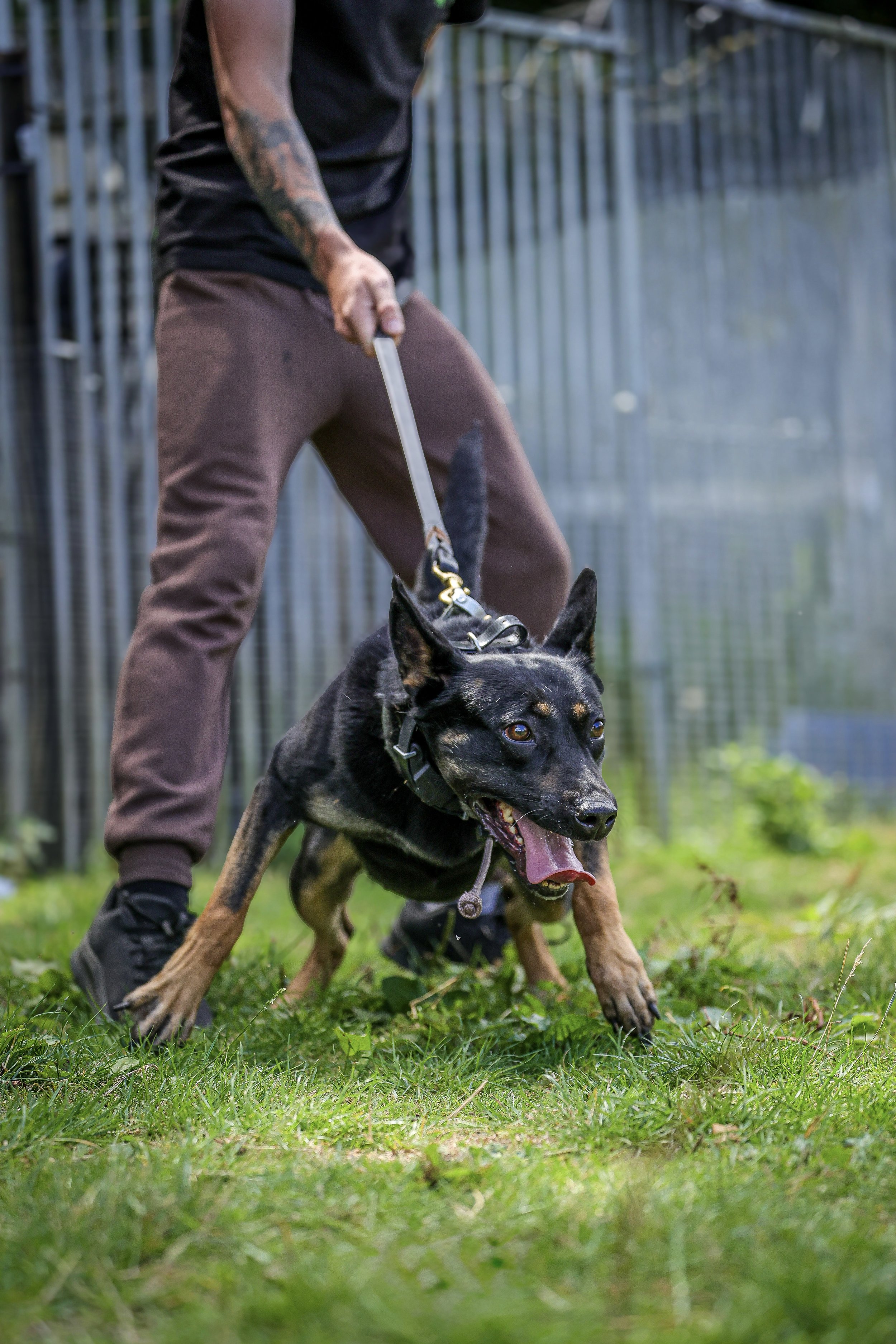 A person holding a leash attached to a black and tan dog outdoors in a grassy area with a metal fence in the background.