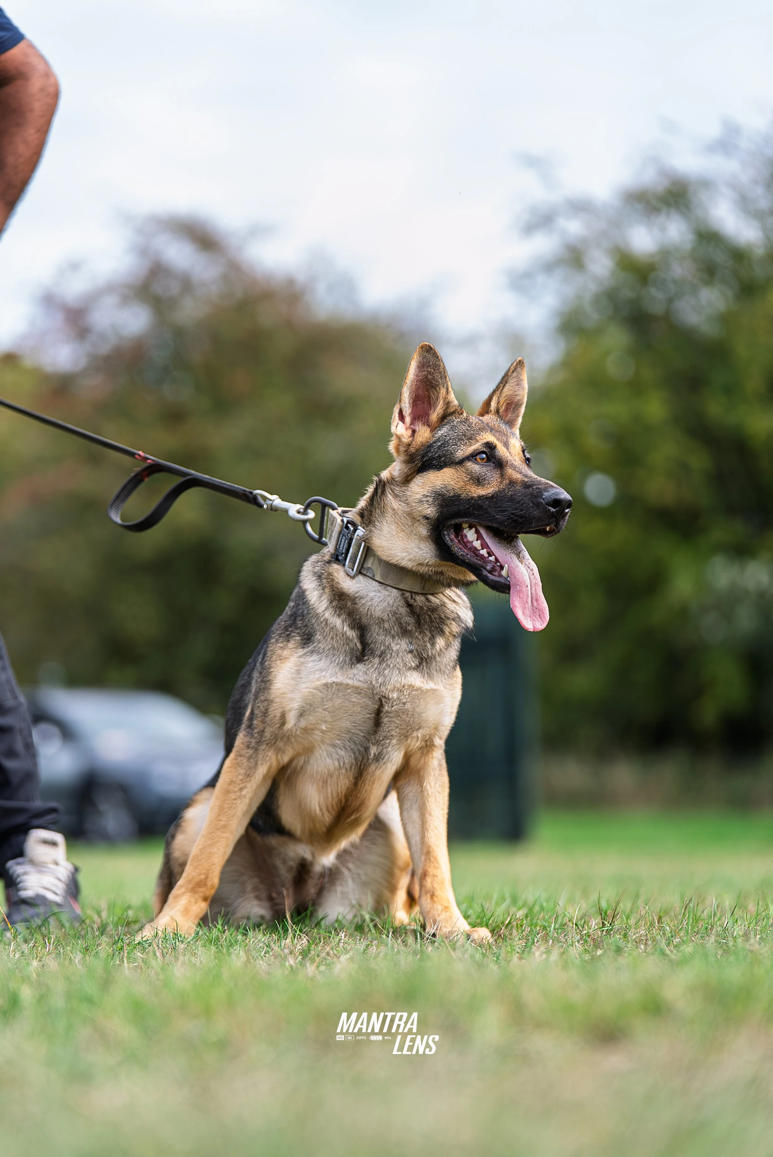 A German Shepherd dog sitting on grass with its tongue out, on a leash held by a person, with green trees and a cloudy sky in the background.