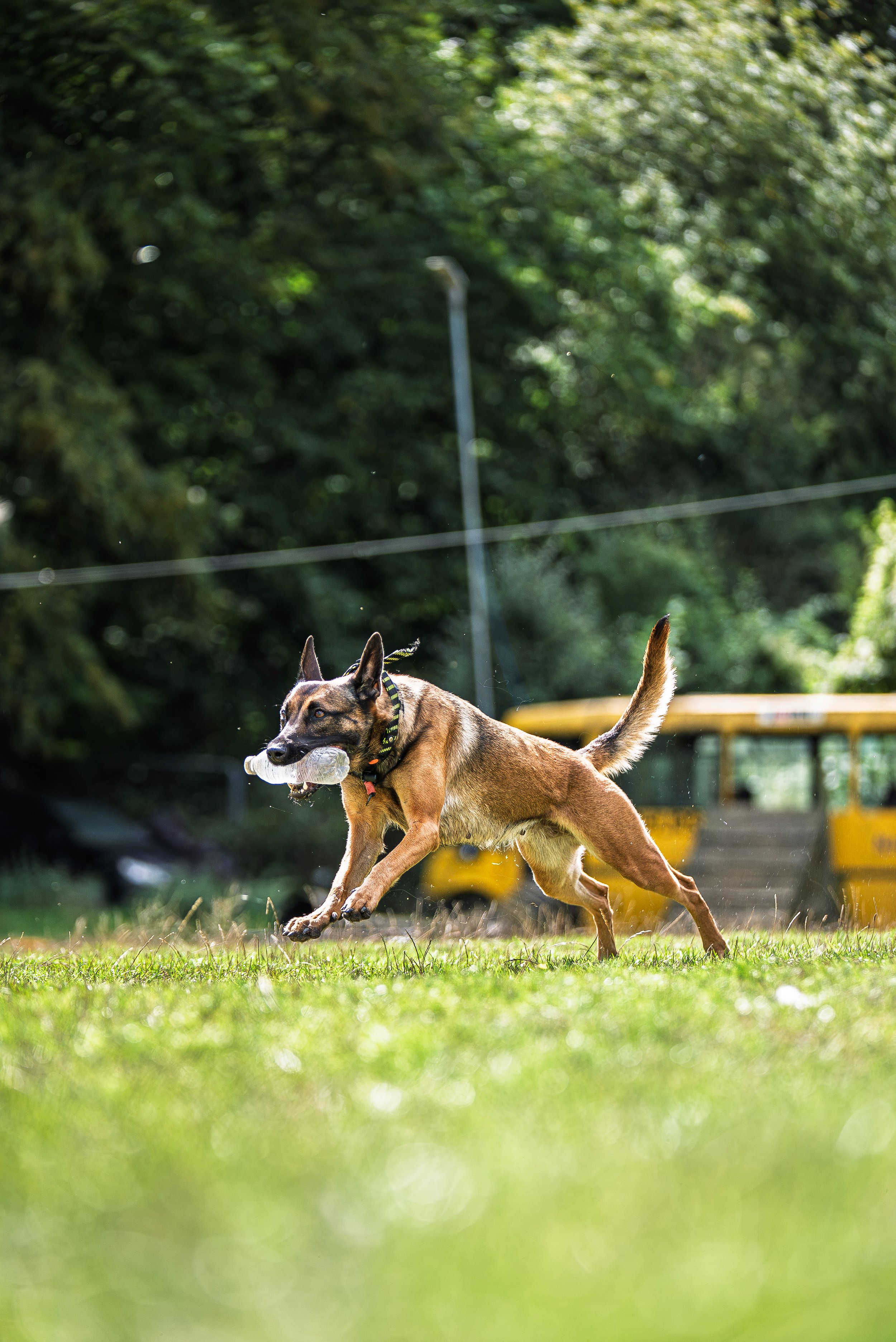 A dog playing outdoors with a toy in its mouth, running on a grassy field with trees and a yellow vehicle in the background.