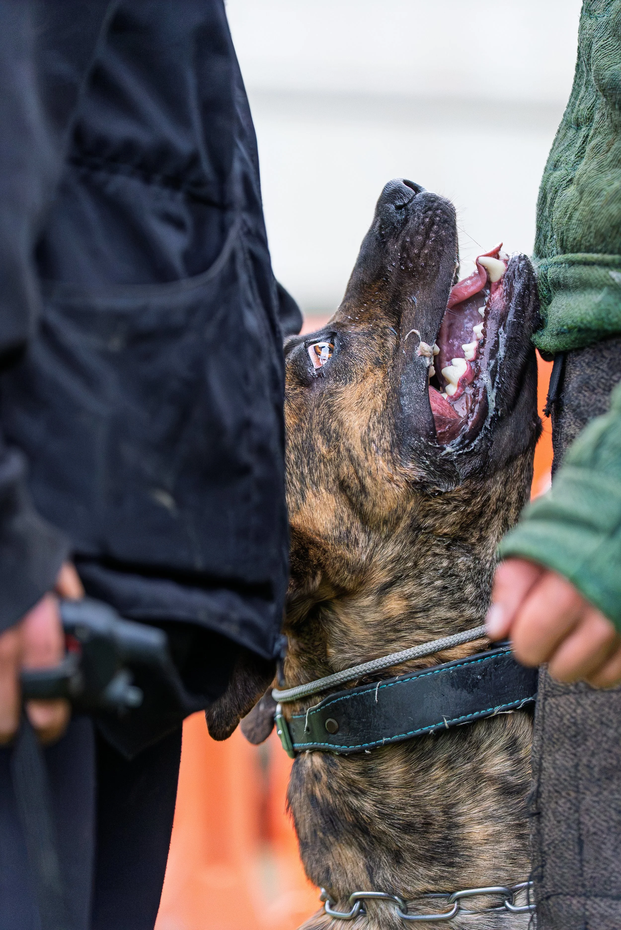 A close-up of a German Shepherd dog being petted by two people, one dressed in a black jacket and the other in a green jacket, with the dog wearing a collar and chain leash.