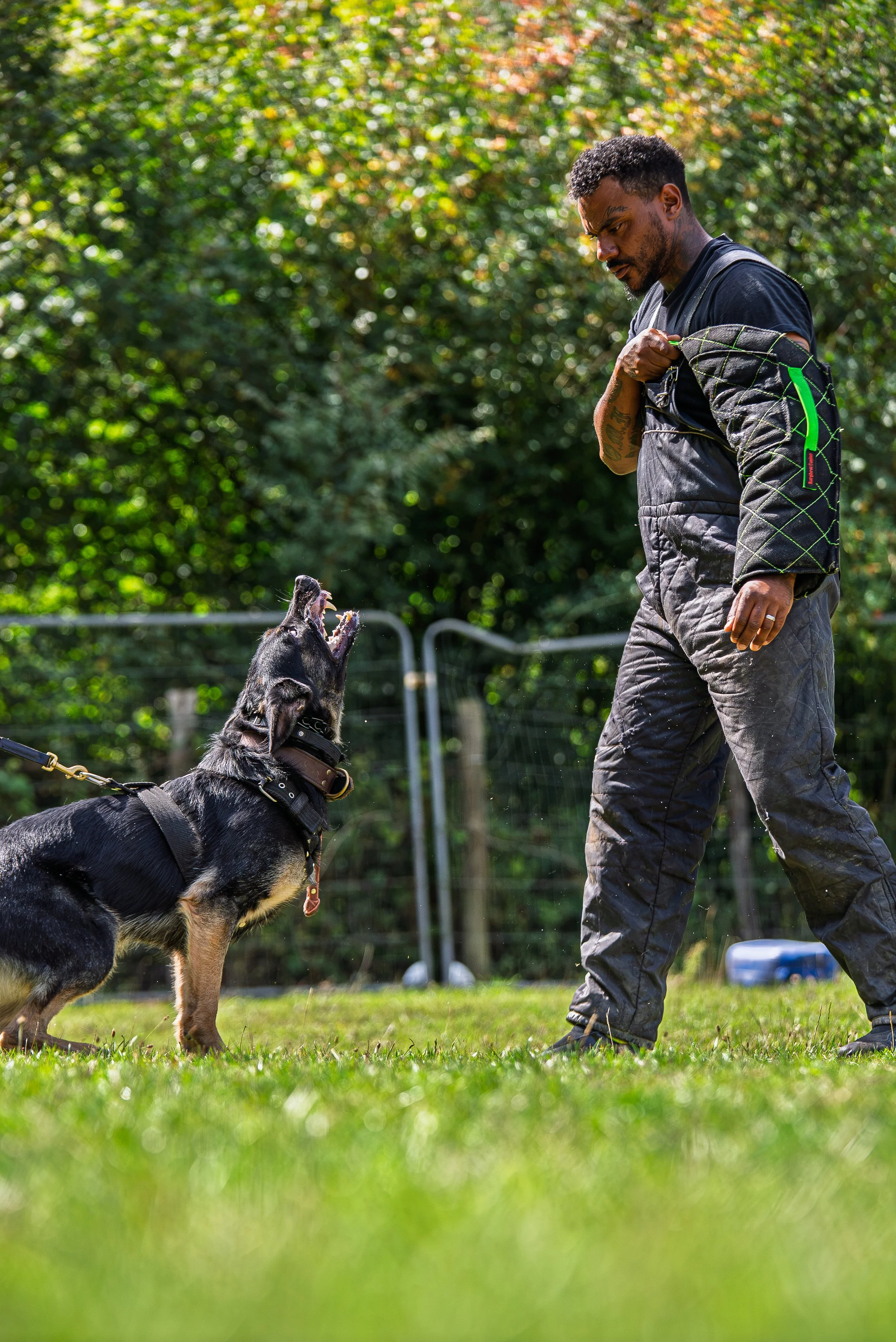 A man training a German Shepherd dog outdoors on grass, with trees and a fence in the background.