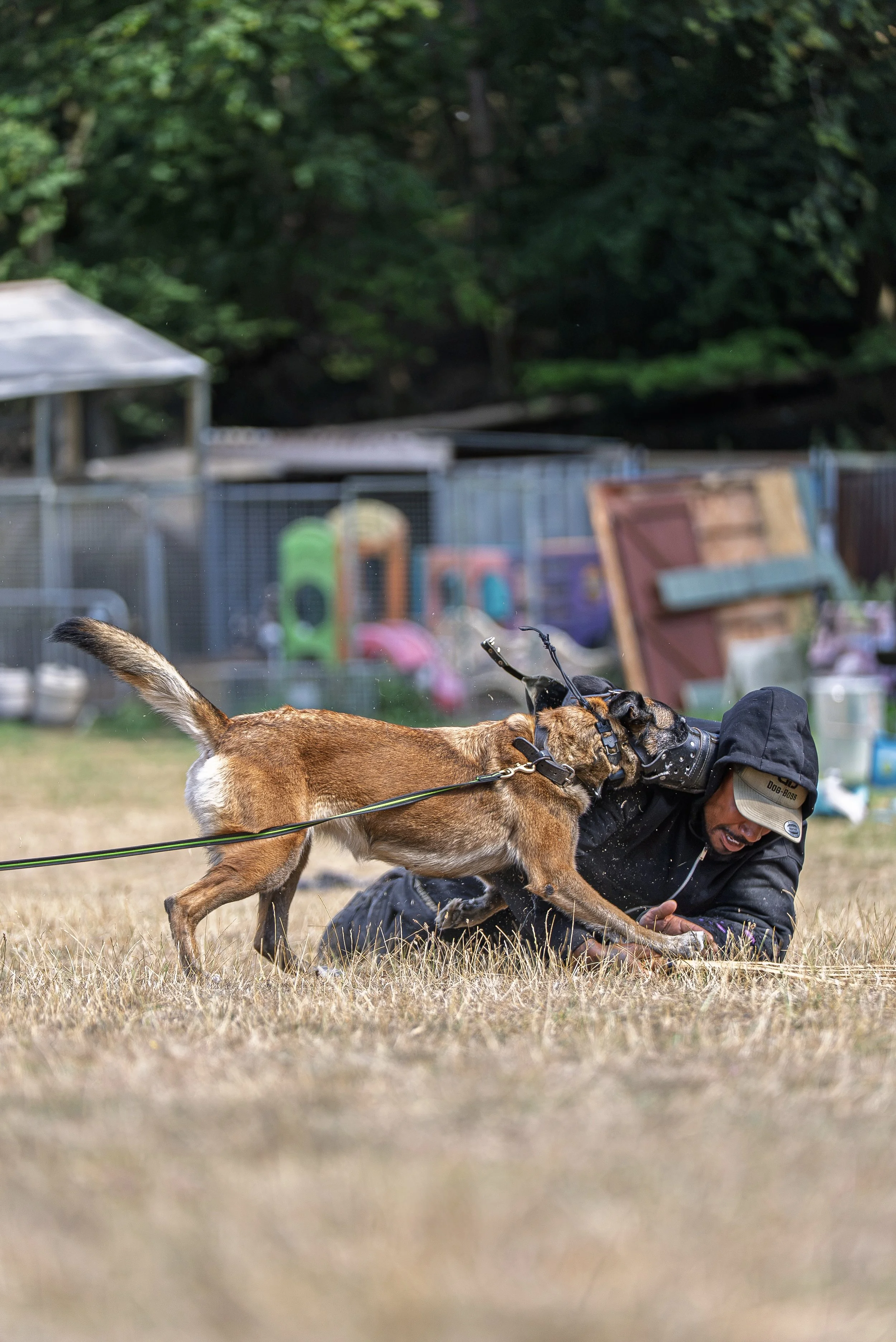 A person kneeling on the ground next to a brown dog with black markings, pulling the dog's collar while the dog sniffs or bites the person's hand outdoors with trees in the background.