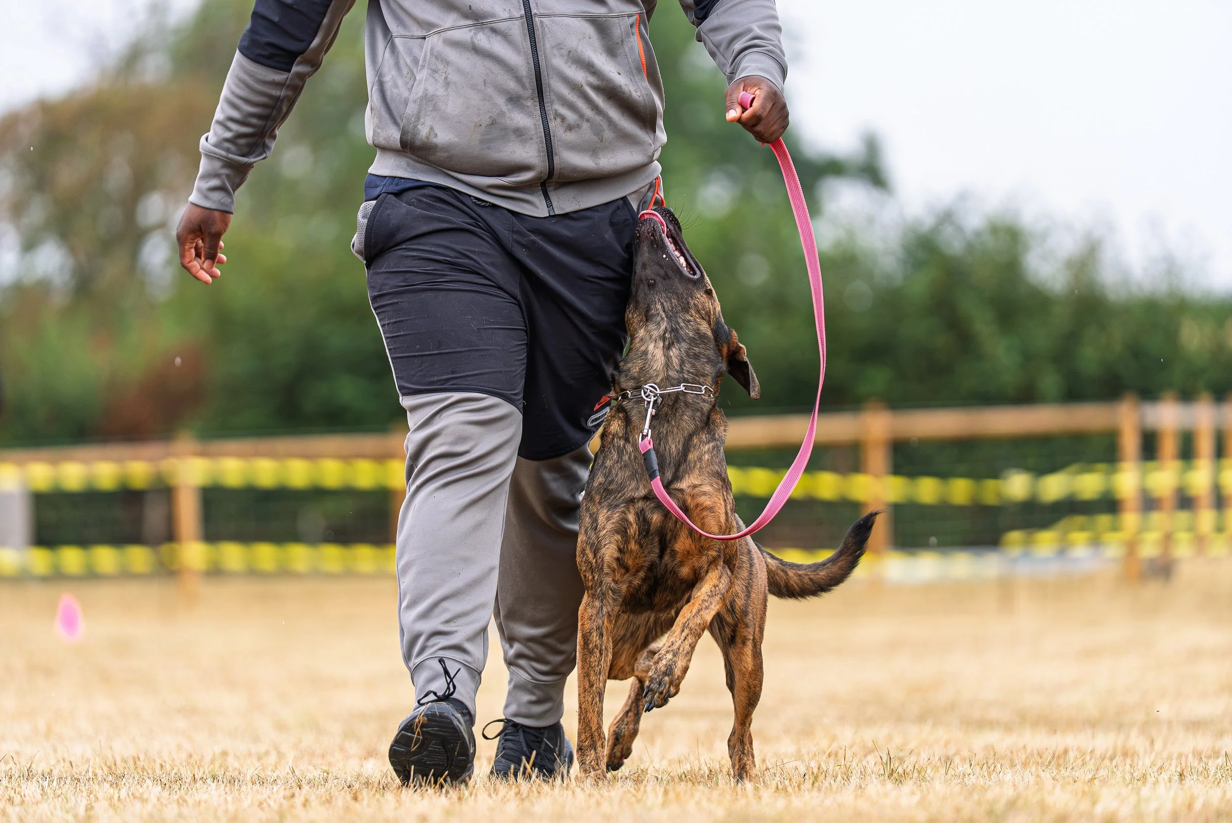 A person holding a pink leash with a Belgian Malinois dog that is jumping up and biting the leash during an outdoor training session in a fenced field.