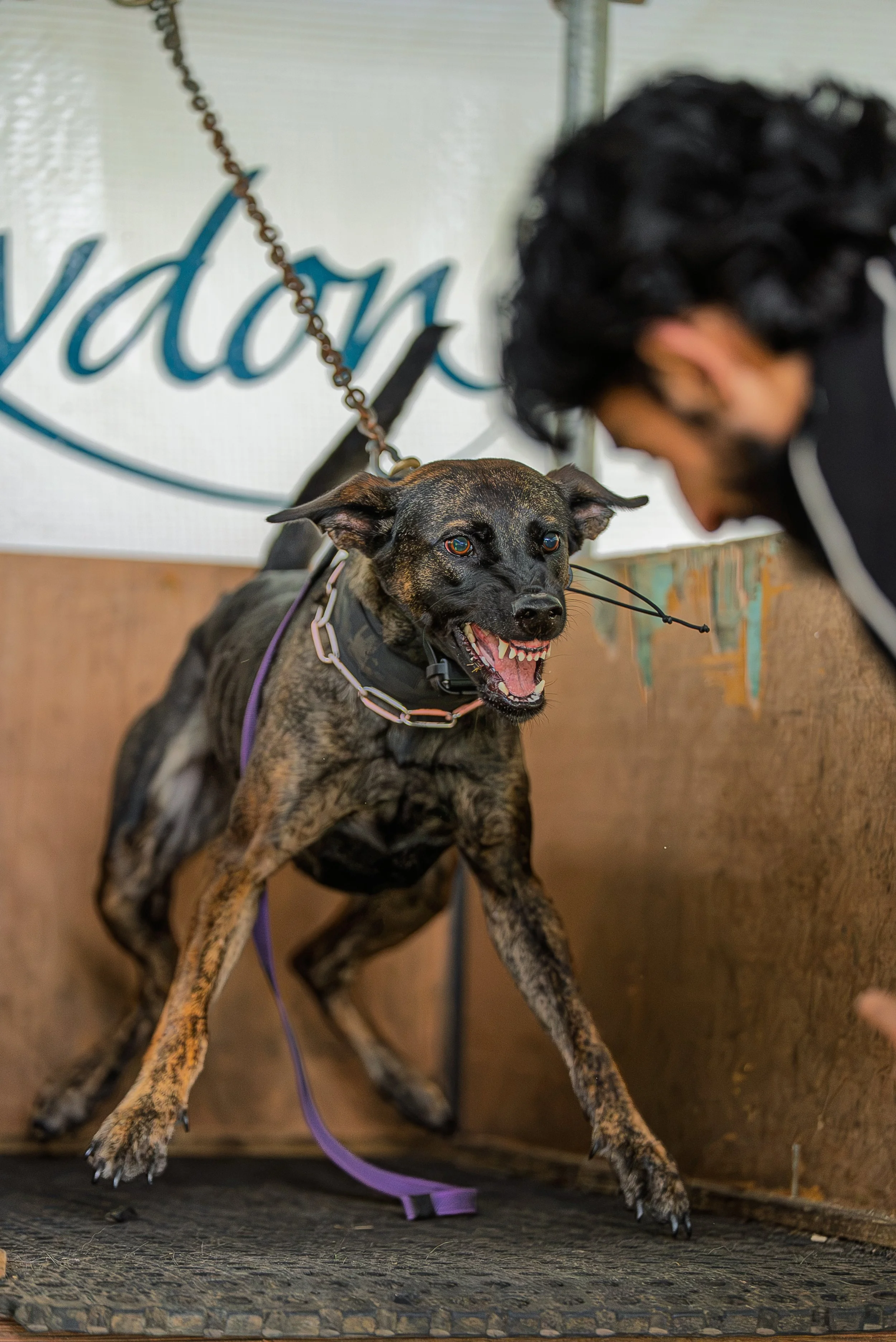 A brindle-coated dog with a wide-open mouth and a collar, standing on a textured floor, in front of a blurred person and a sign with cursive text behind.