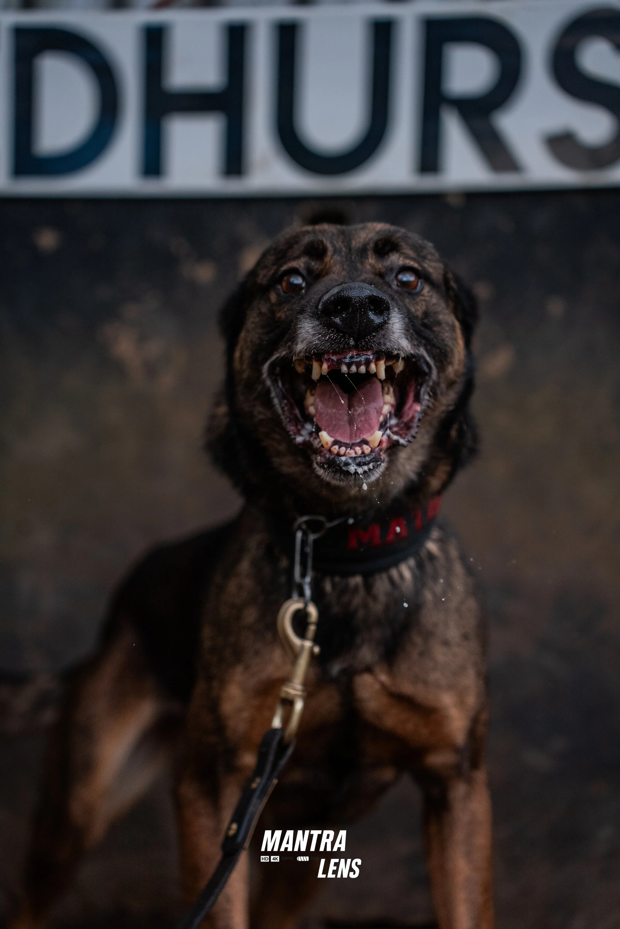 A brindle-colored dog with an open mouth, showing teeth, wearing a black collar and leash, in front of a sign that reads 'DHURS' with part of the word visible.
