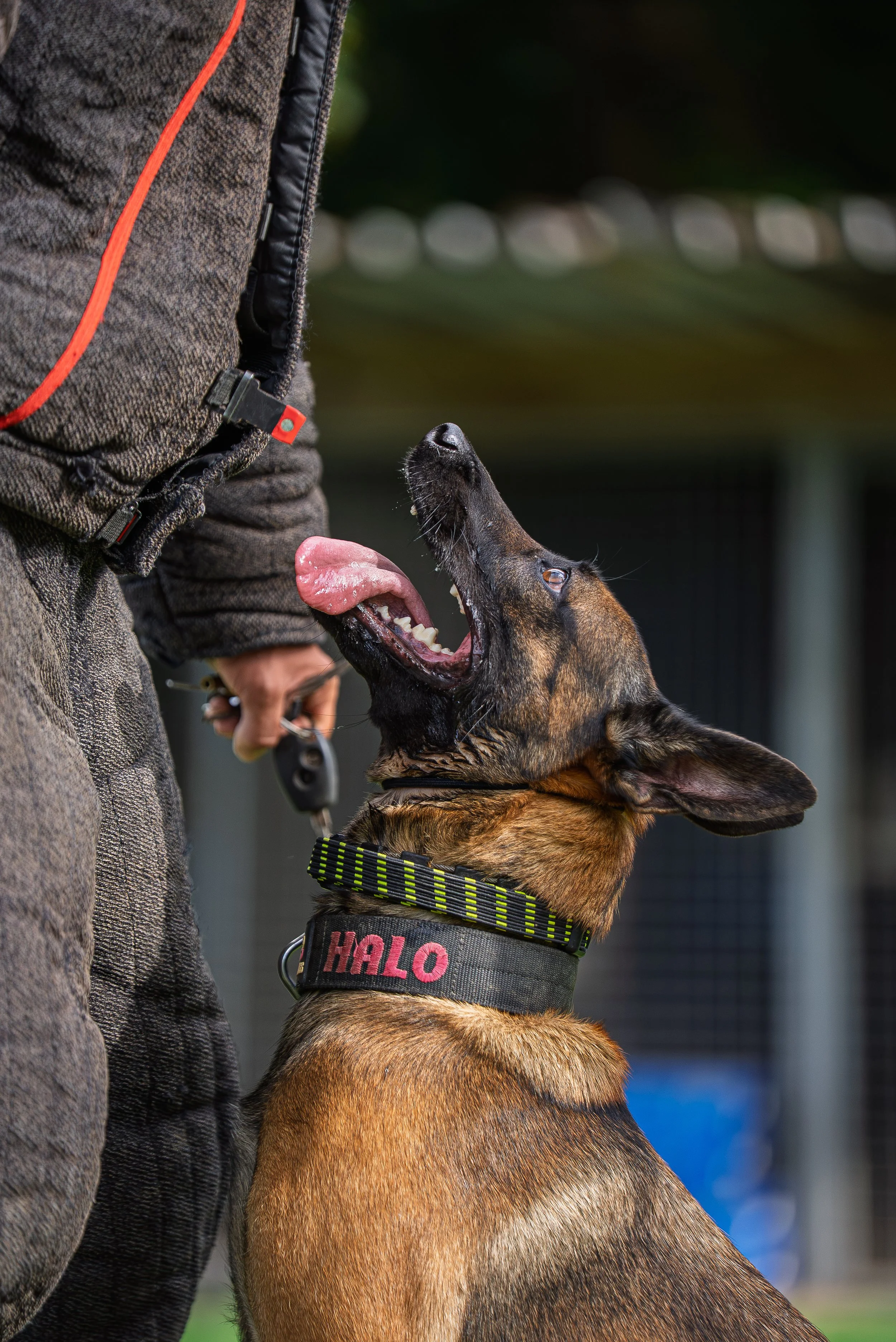 A German Shepherd dog looking up at a person, wearing a collar with the name 'Halo' on it, inside a park or outdoor area.