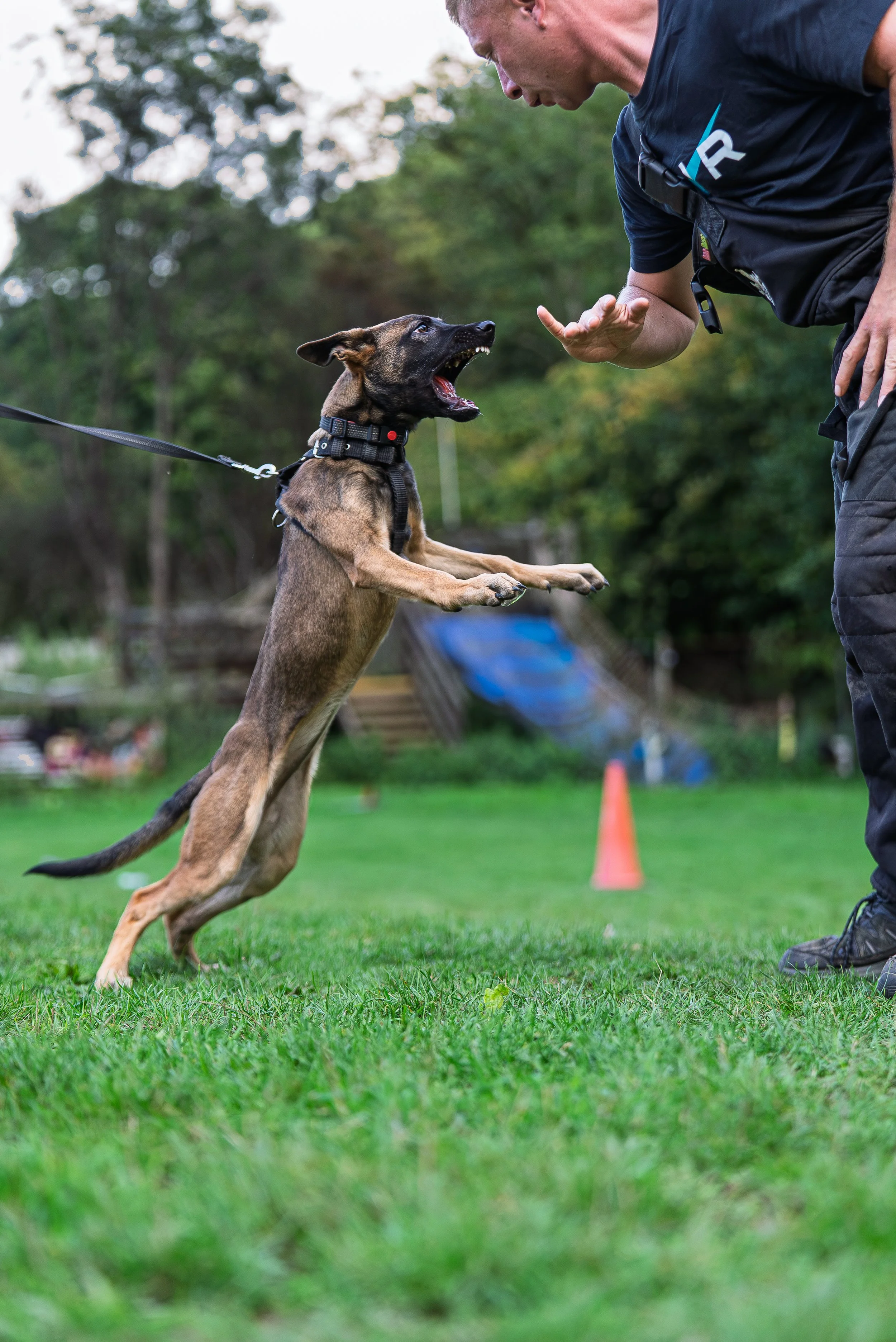 A person in dark clothing training a Belgian Malinois dog, which is jumping up and barking at the handler during a training exercise on a grassy field with a traffic cone in the background.
