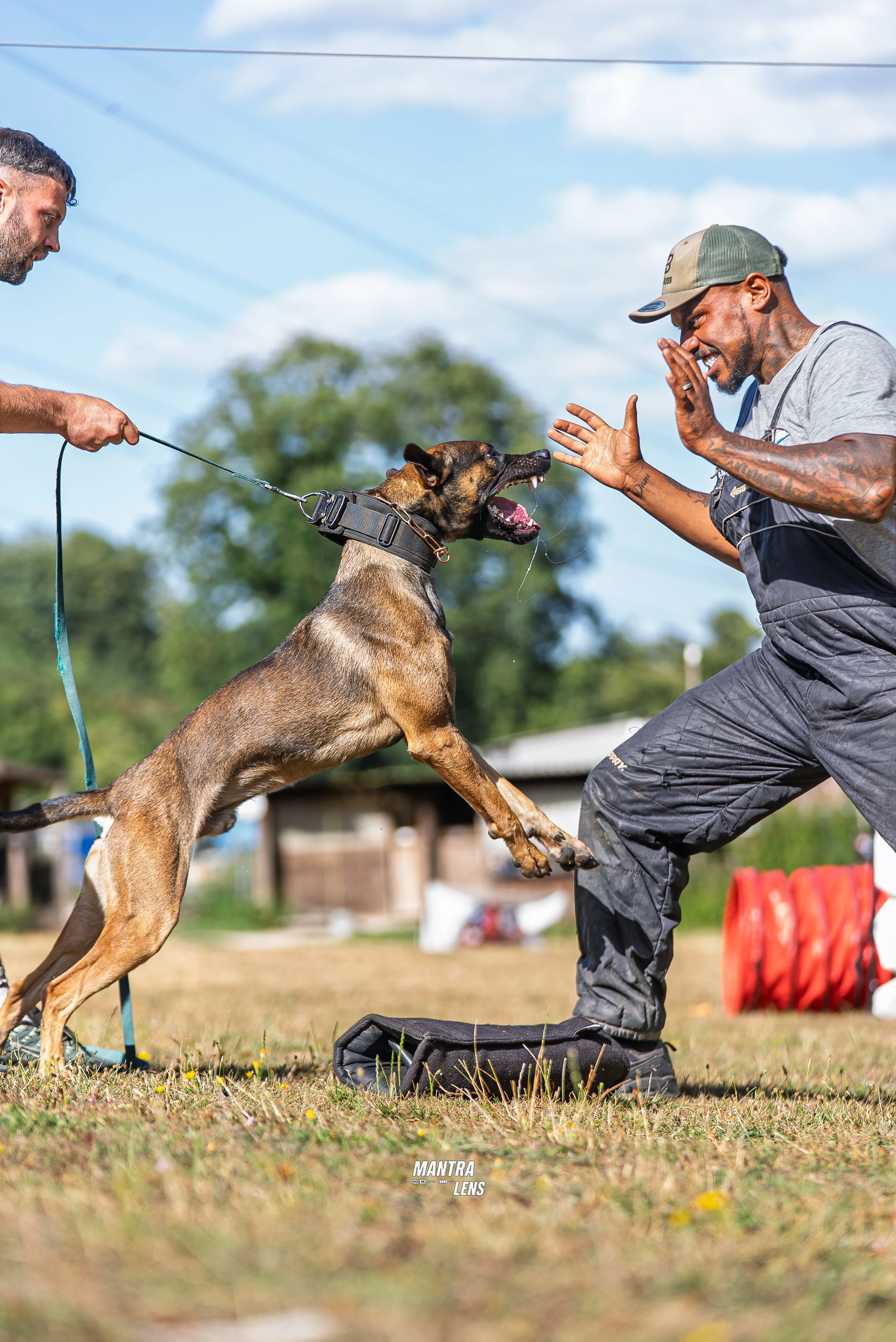 Two men training a Belgian Malinois dog outdoors on a sunny day, with one man holding the dog's leash and the other engaging with the dog, who appears excited and focused. Green trees and a building are in the background.