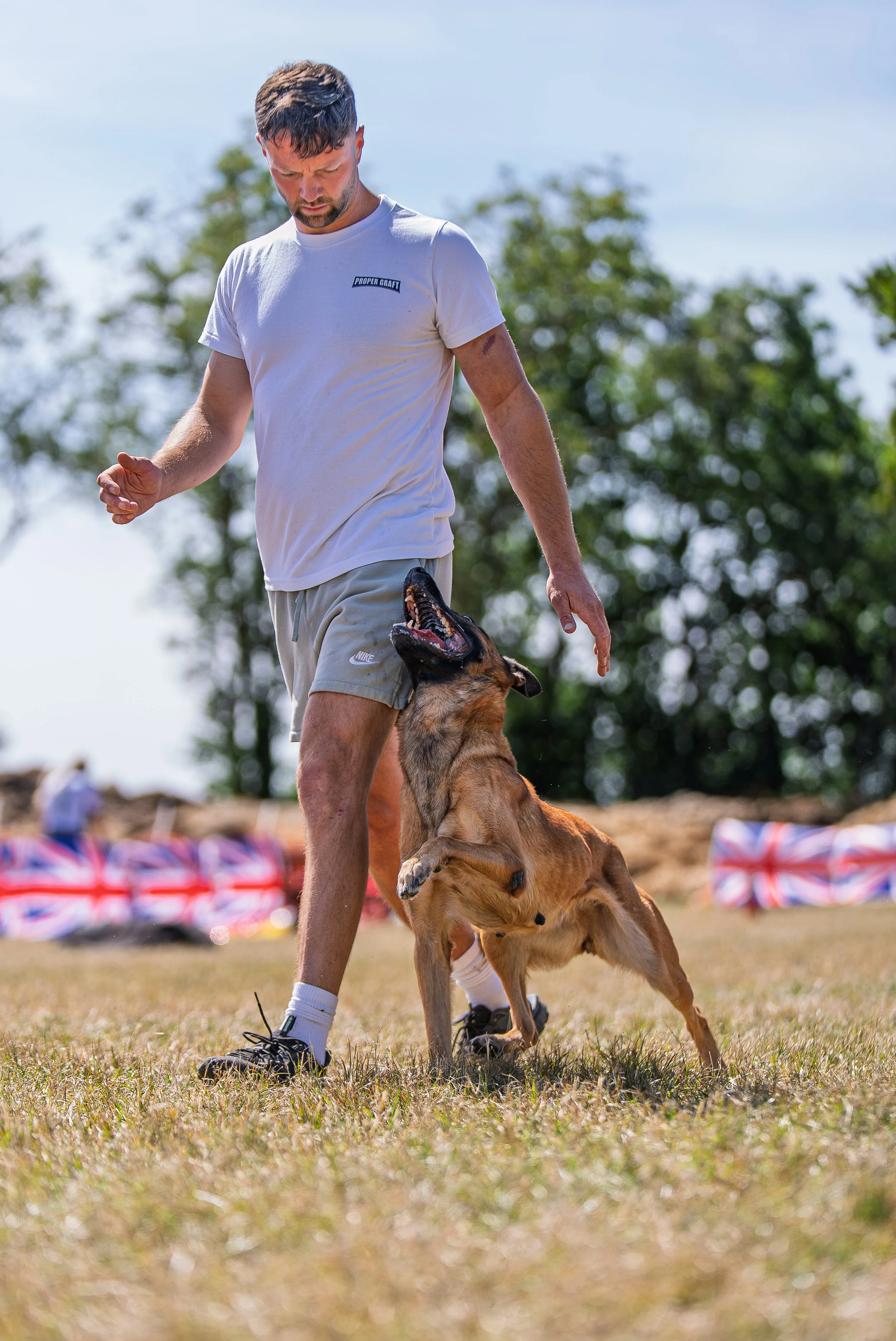 A man in shorts and a white T-shirt with the words 'Proper Graft' on it is standing outdoors on grass, looking down at a dog. The dog is a Belgian Malinois puppy, jumping up to reach him, in an open field with trees and Union Jack flags in the backgr