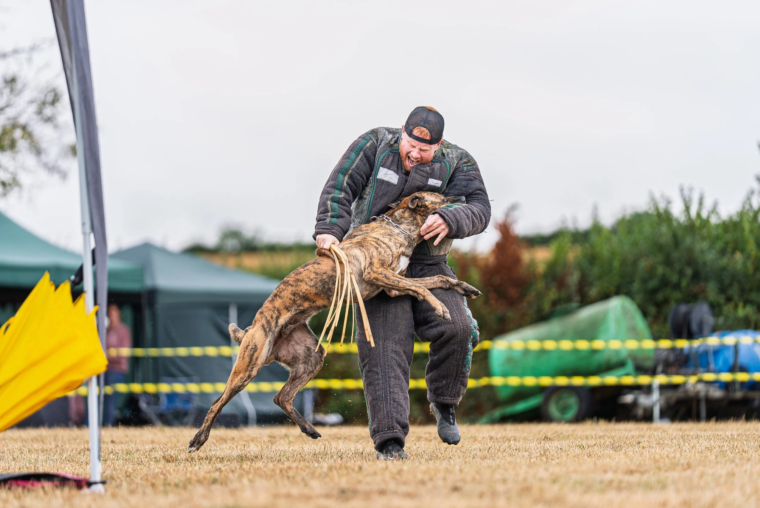 A man in a black cap and jacket leaning backward as a large brindle dog jumps up and bites his arm during a competition outdoors on a grassy area, with tents and trees in the background.