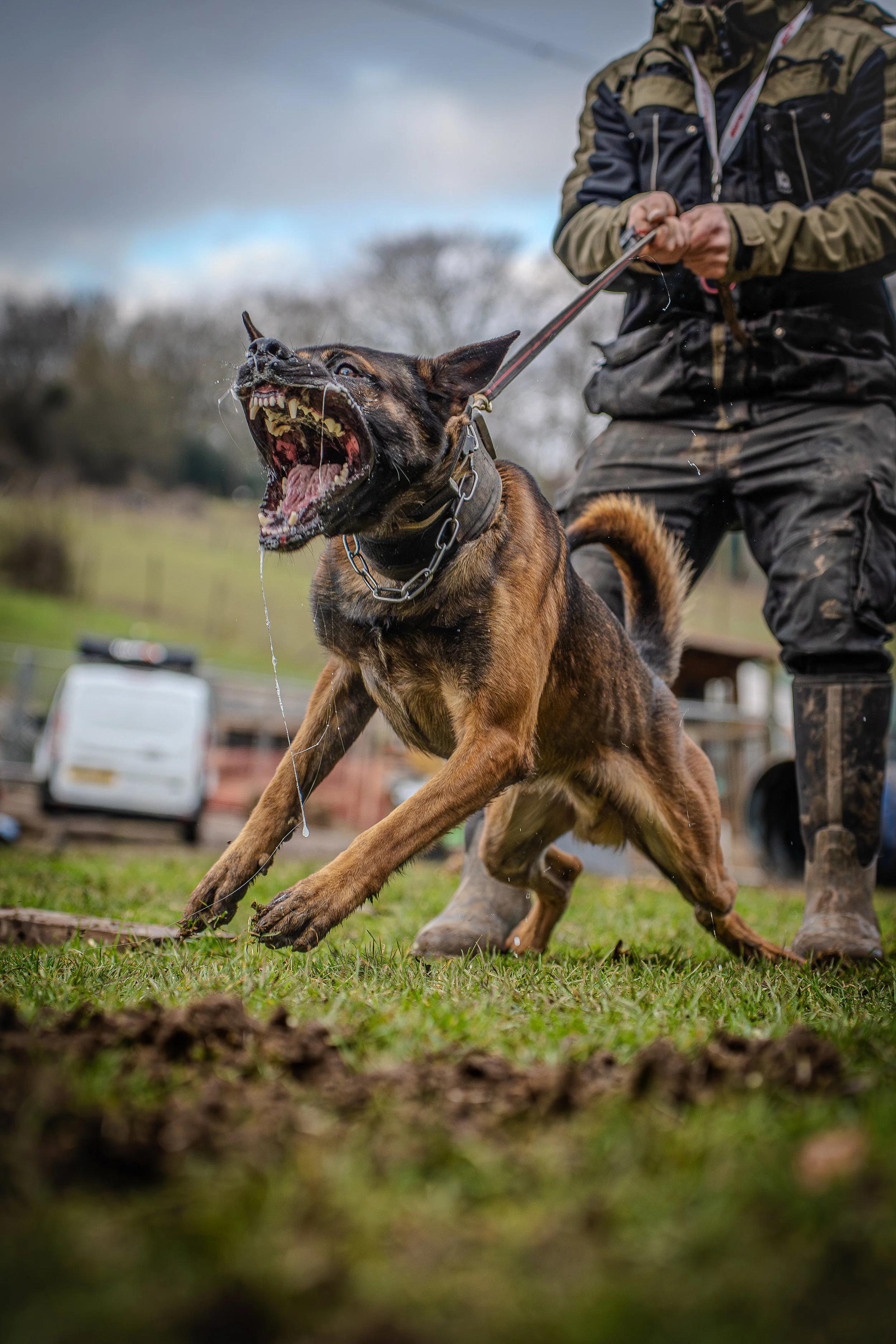 A Belgian Malinois dog with its mouth open, showing teeth, during a bite training exercise. The dog is leashed and is aggressively pulling against a person dressed in camouflage outdoor clothing, standing outdoors on grass with a cloudy sky in the background.