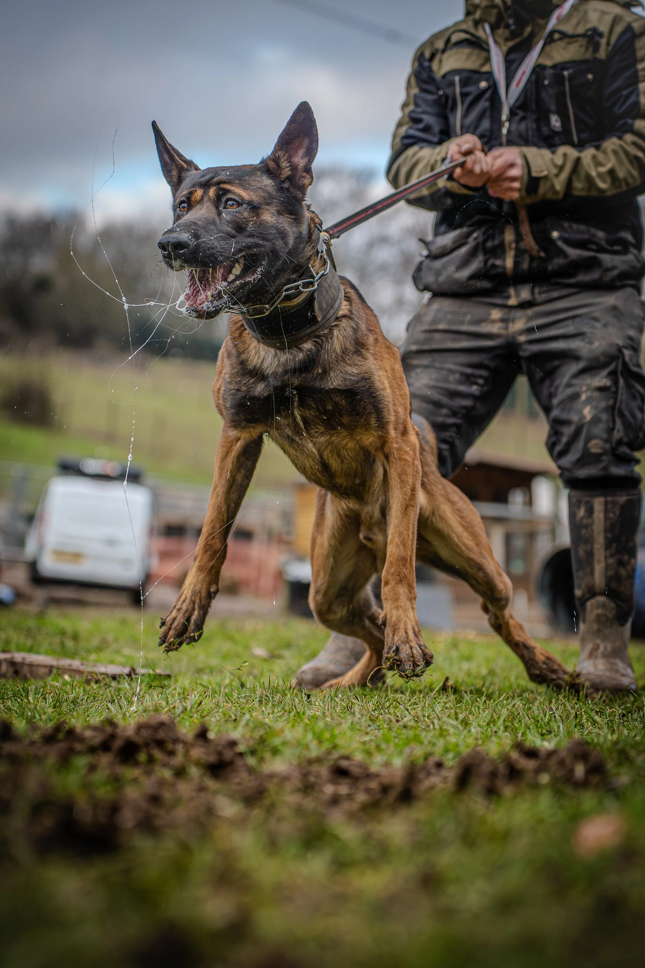 A Belgian Malinois dog with a destroyed leash, held by a person in outdoor camouflage clothing, on a grassy field with a cloudy sky in the background.