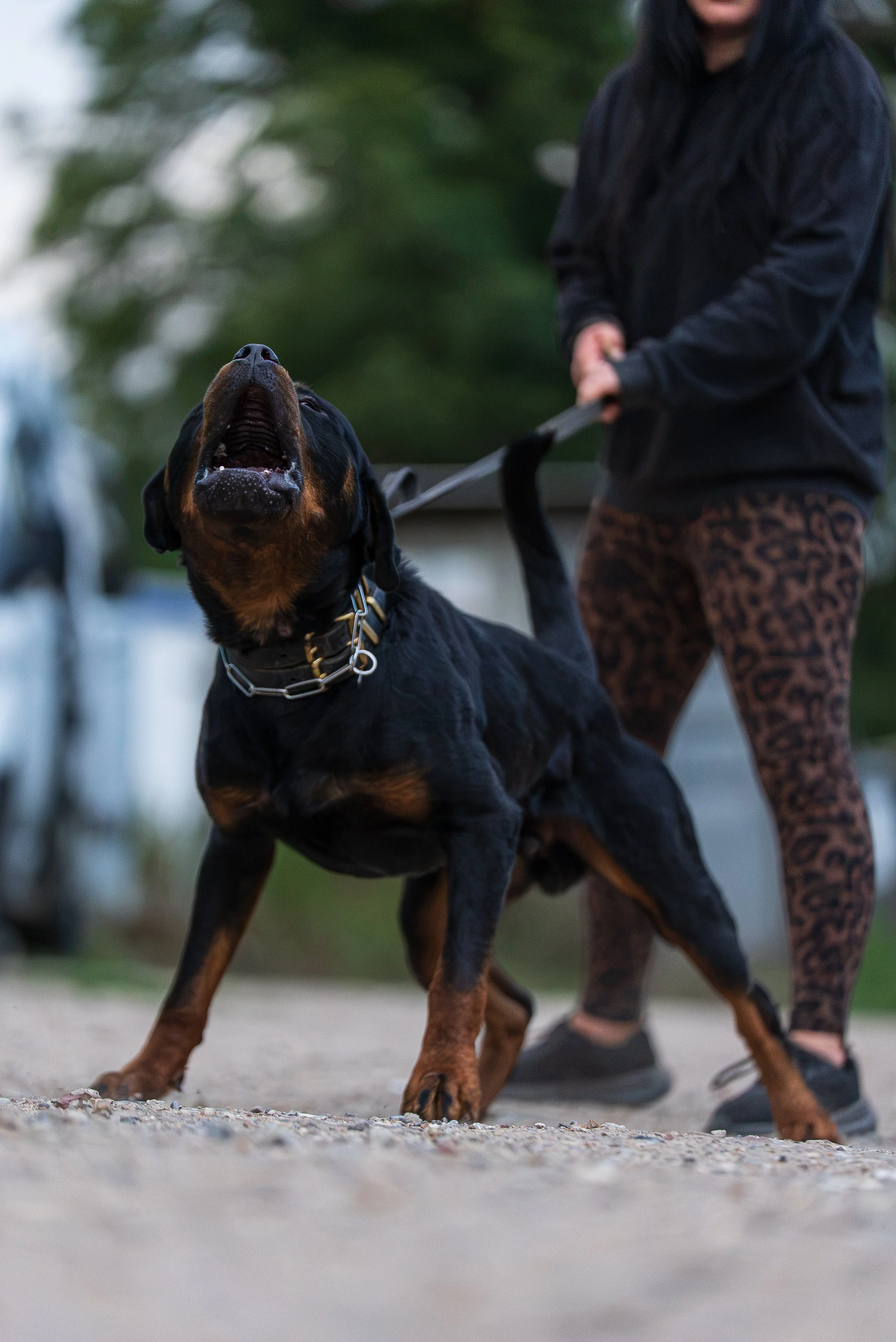 A large Rottweiler dog being walked on a leash by a person wearing leopard print leggings and a black jacket outdoors, with green trees in the background.