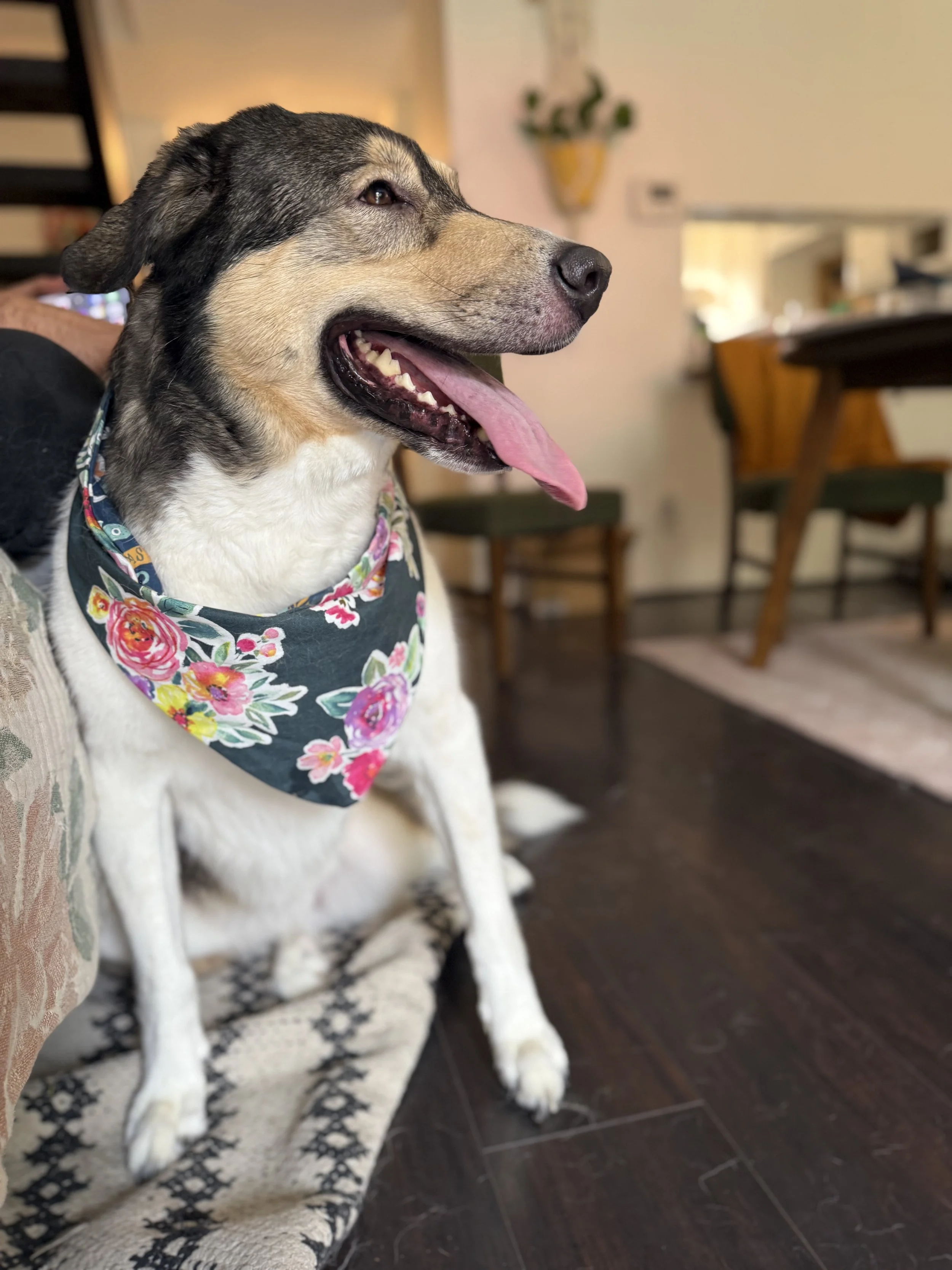 Doggo