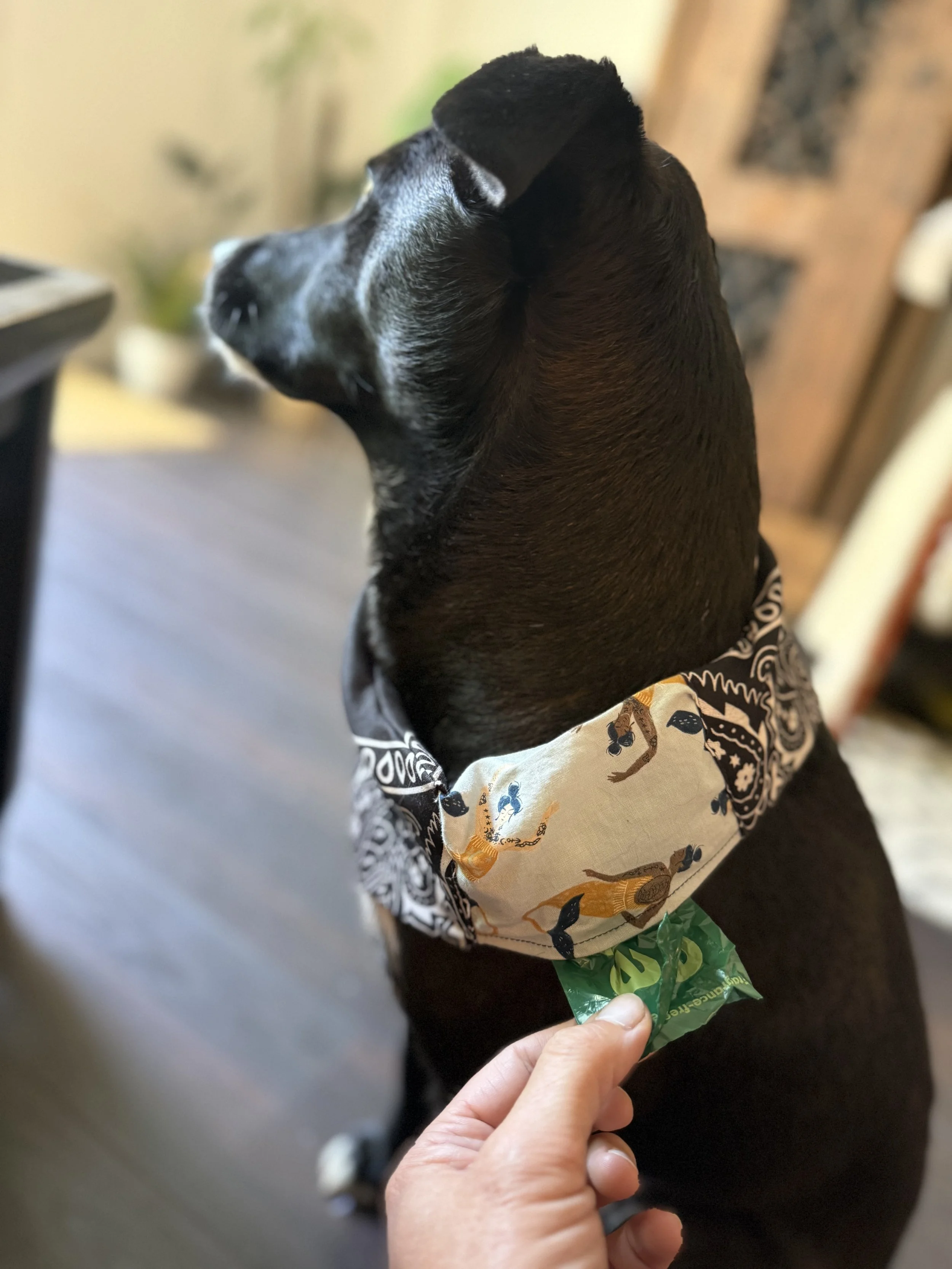 Doggo