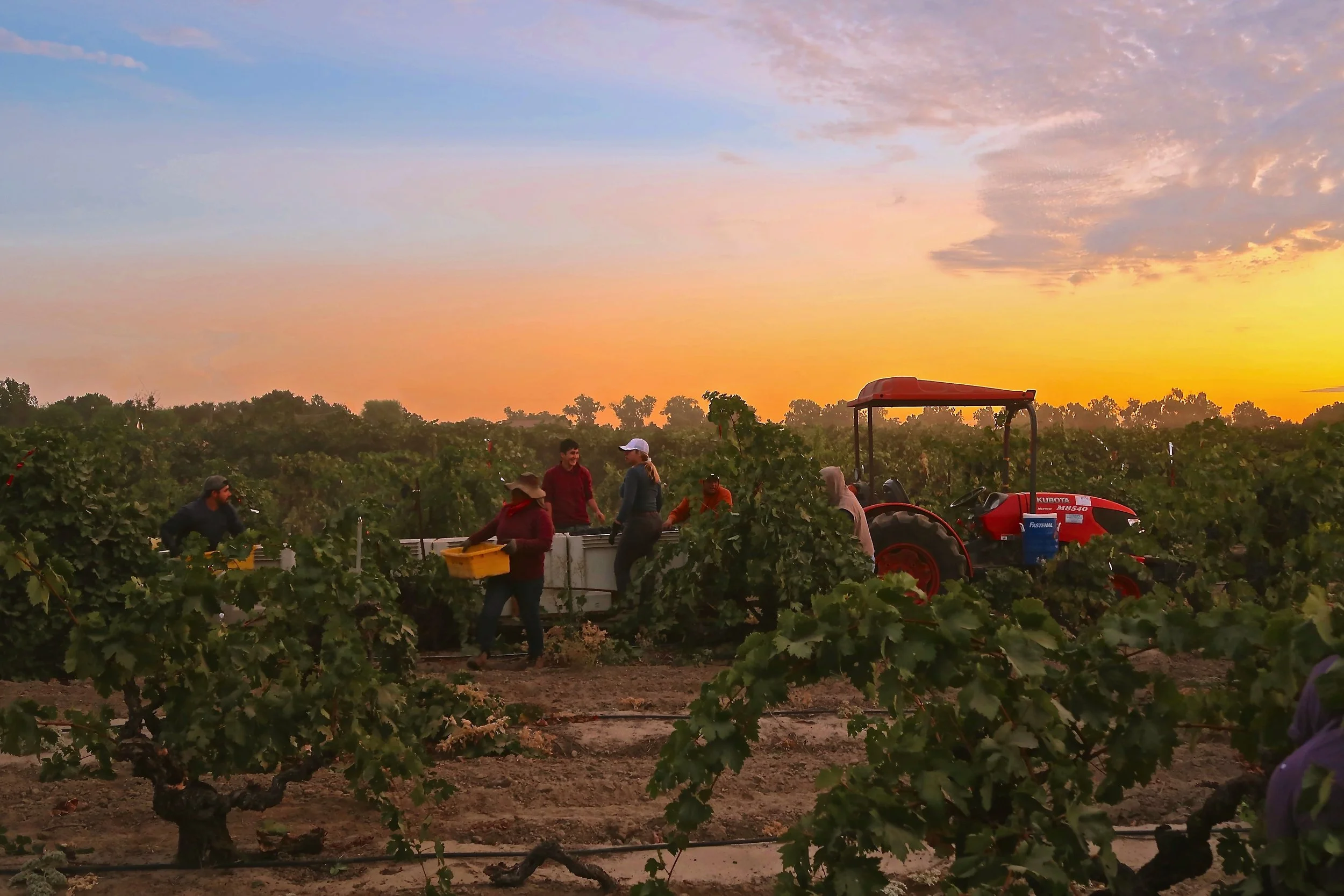 The Moment of Truth: How Winemakers Know When to Harvest