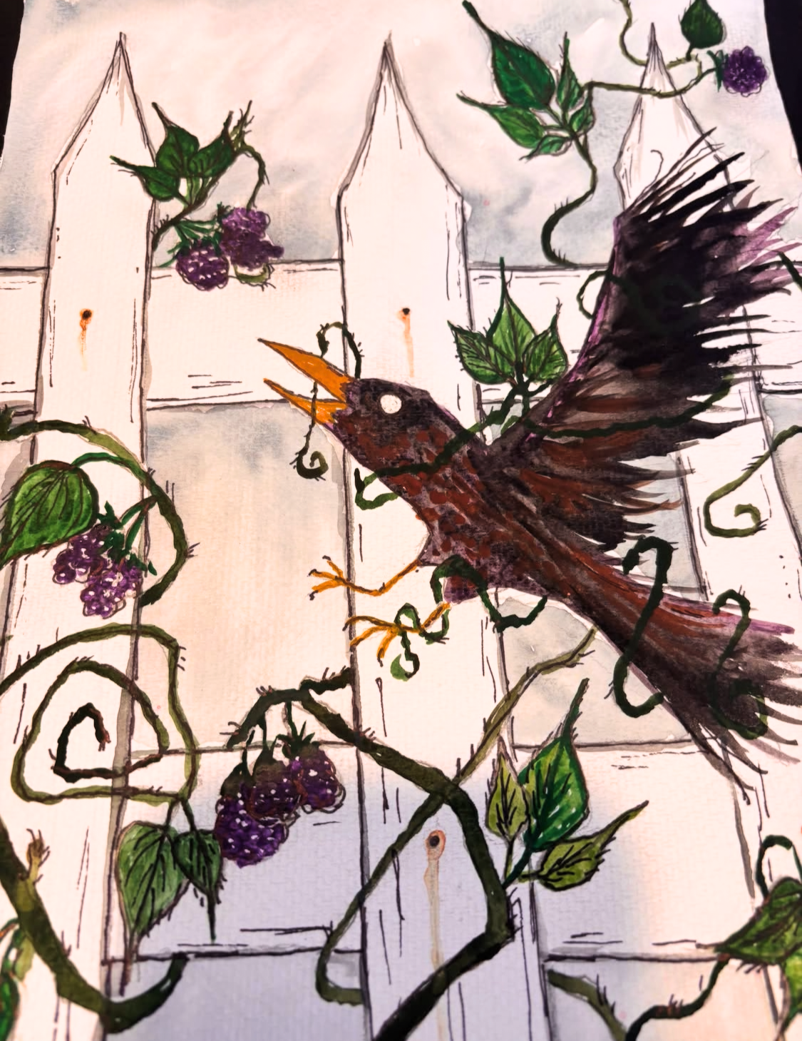 Starlings and Blackberries, watercolor illustration by Emily Mizen