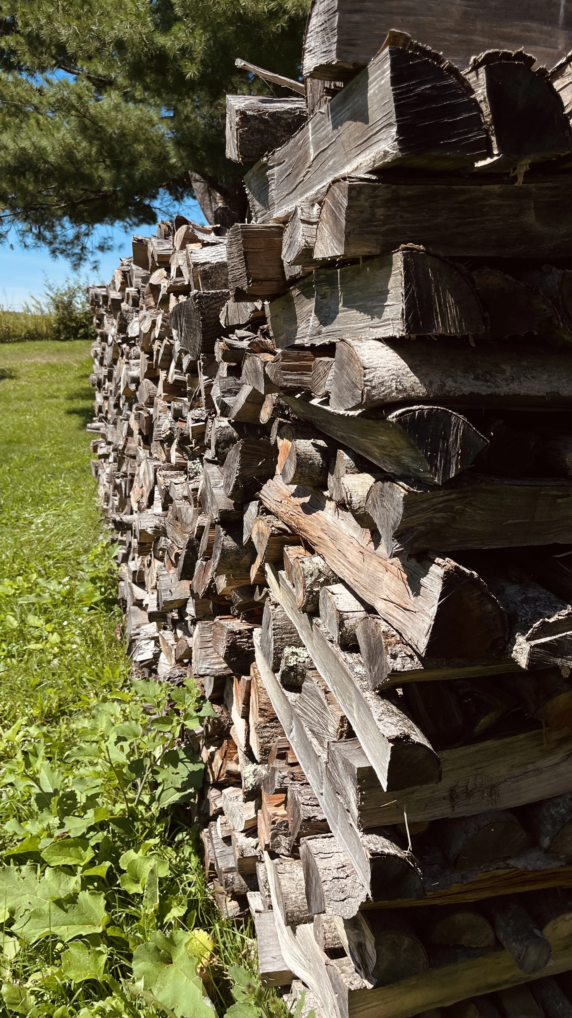 A large stack of cut firewood with green grass and plants in the foreground, a tree in the background, and a clear blue sky.