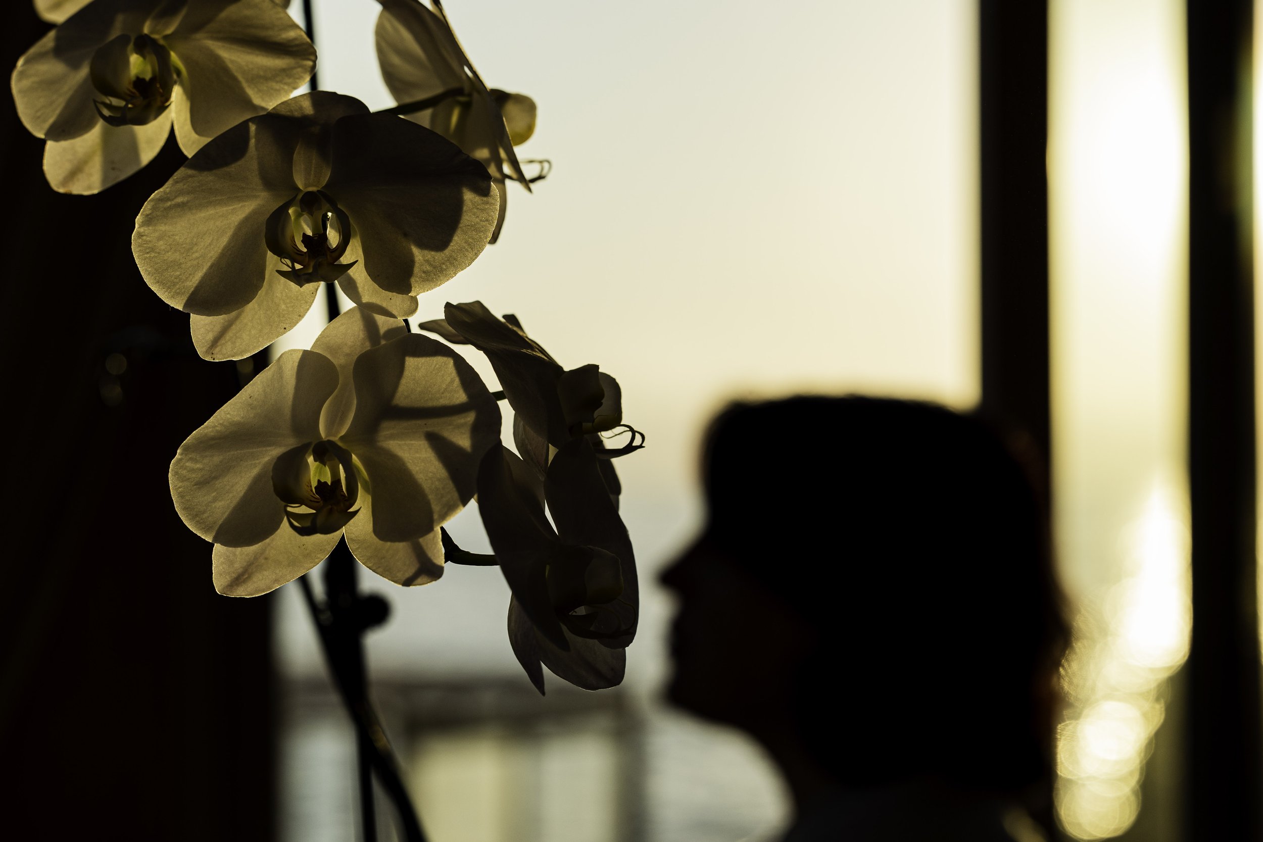 Close-up of white orchid flowers with shadowed petals, against a bright background with vertical light patterns.