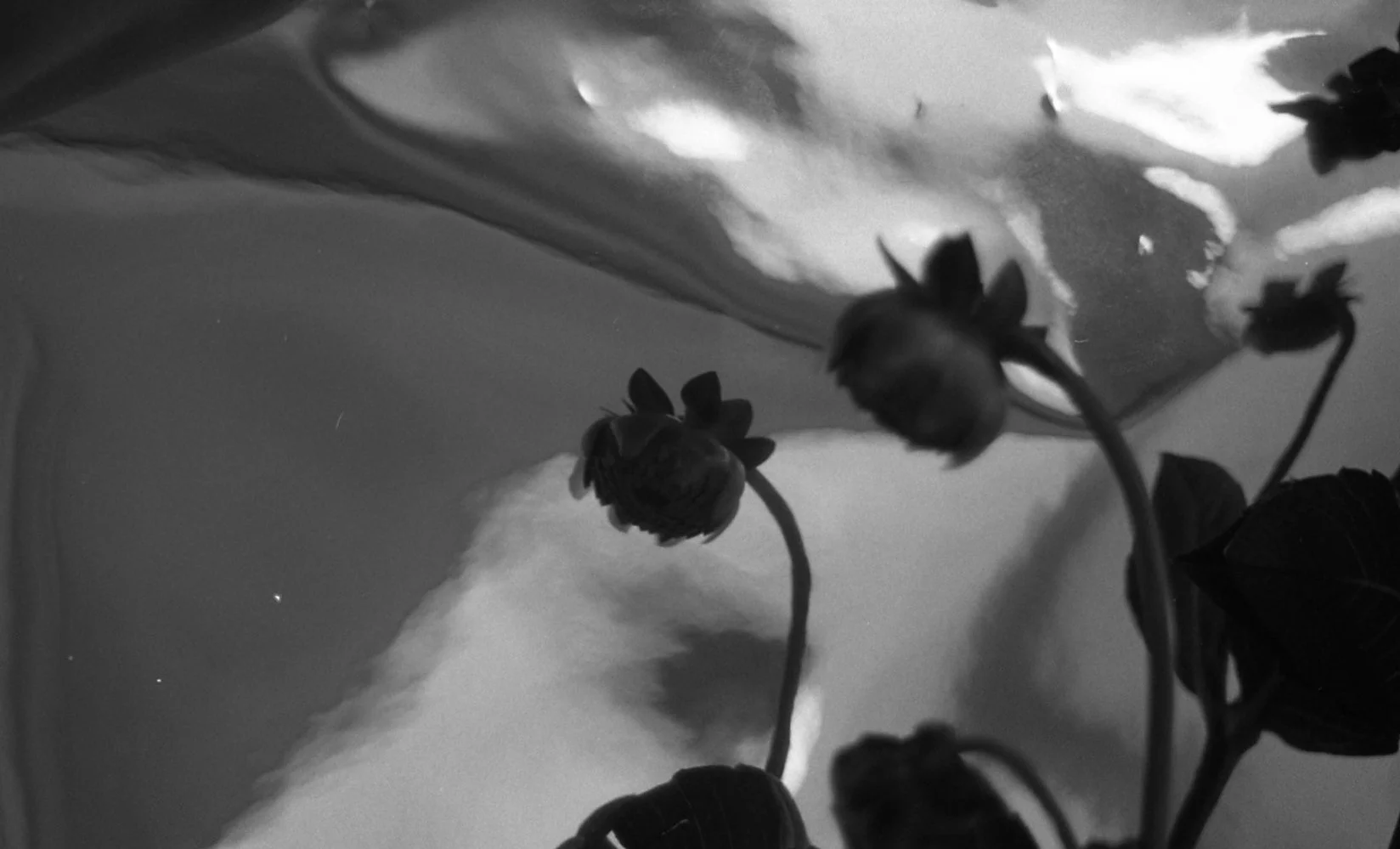 A black-and-white close-up photo of a plant with buds and leaves against a textured surface, possibly a painted wall or cloth, with some light reflecting off the background.