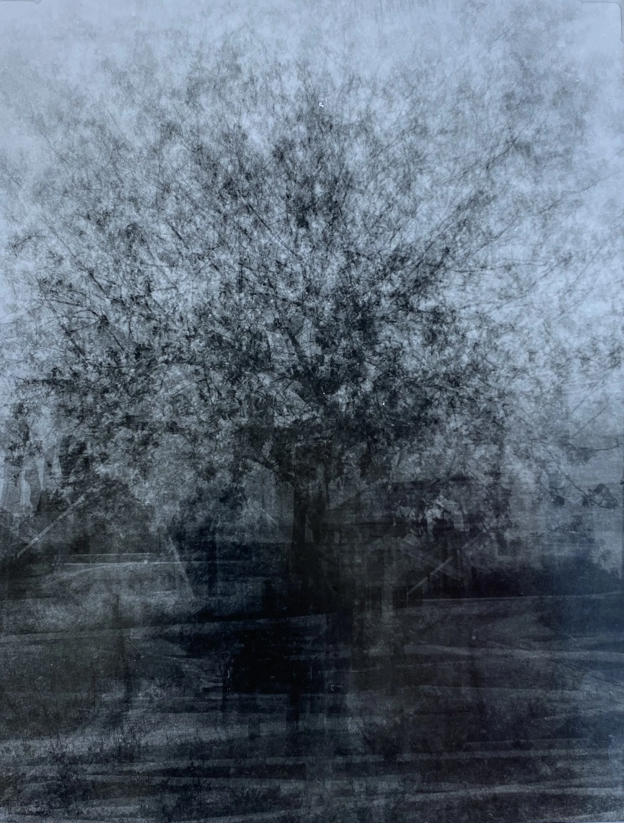 A winter scene with snow-covered trees and a foggy atmosphere.