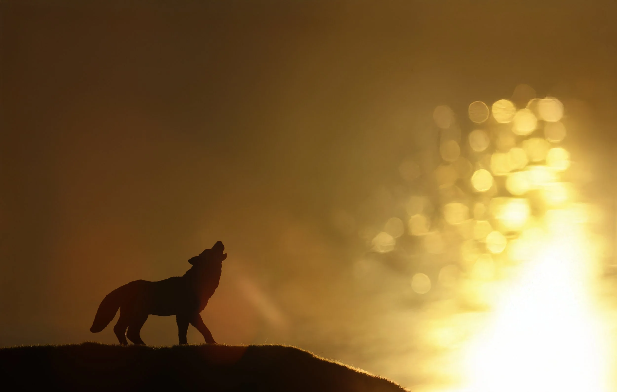 Wolf