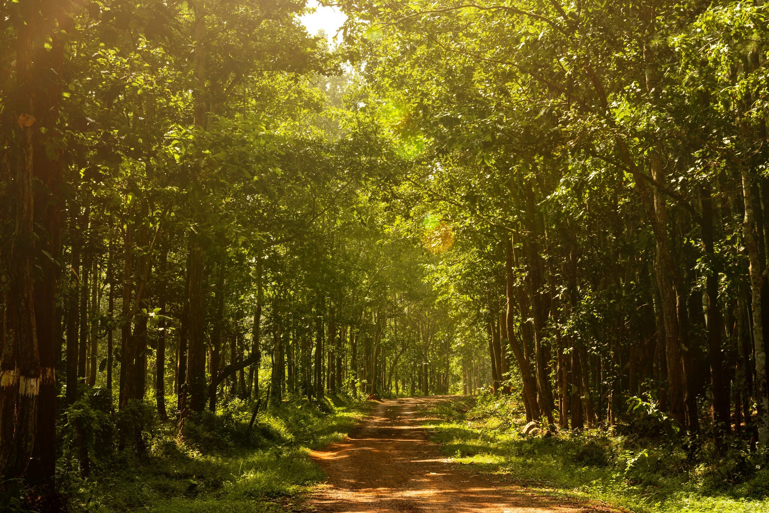 Sunlight filtering through a dense green forest with a dirt path running through the middle.