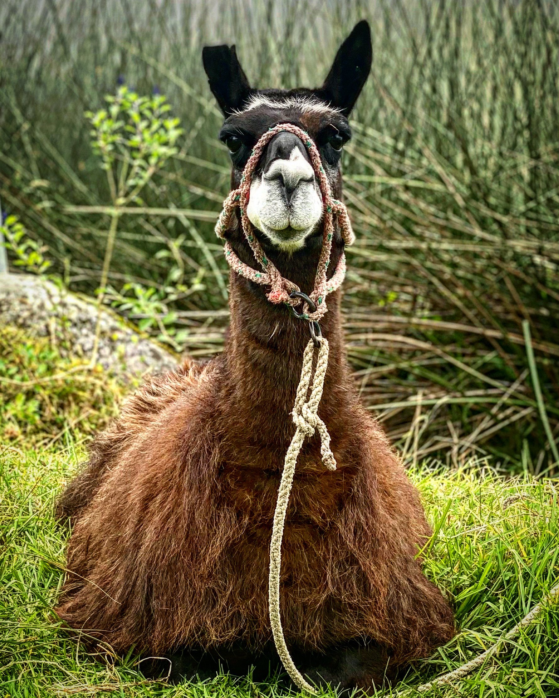 A llama with dark brown fur and a white face, sitting on green grass in front of a background of tall grass and bushes, with a decorative rope halter around its nose and neck.