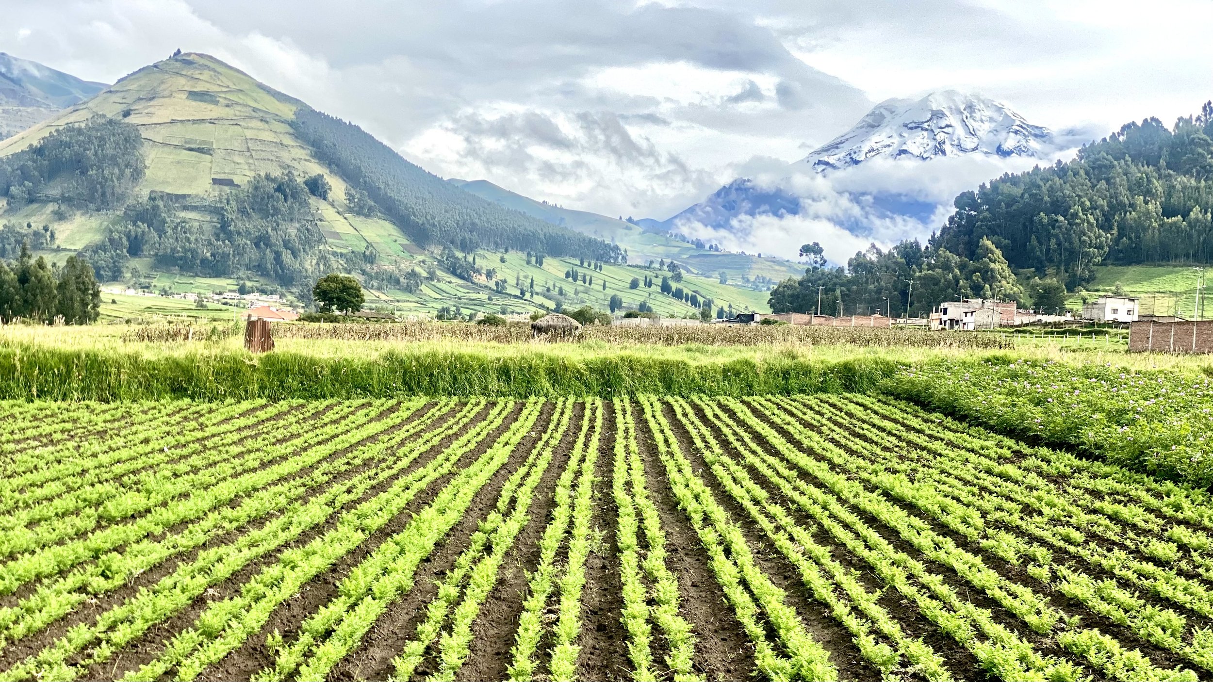 Green farm fields with crops growing in rows, surrounded by hills and mountains in the background.