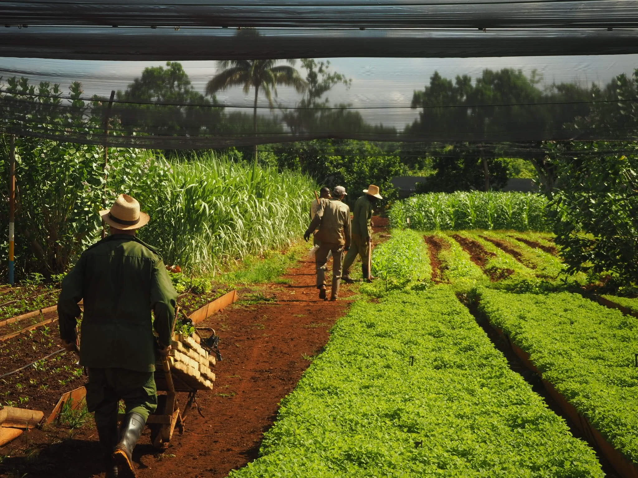 People working in a lush green vegetable garden under shade cloths, with trees and a cloudy sky in the background.