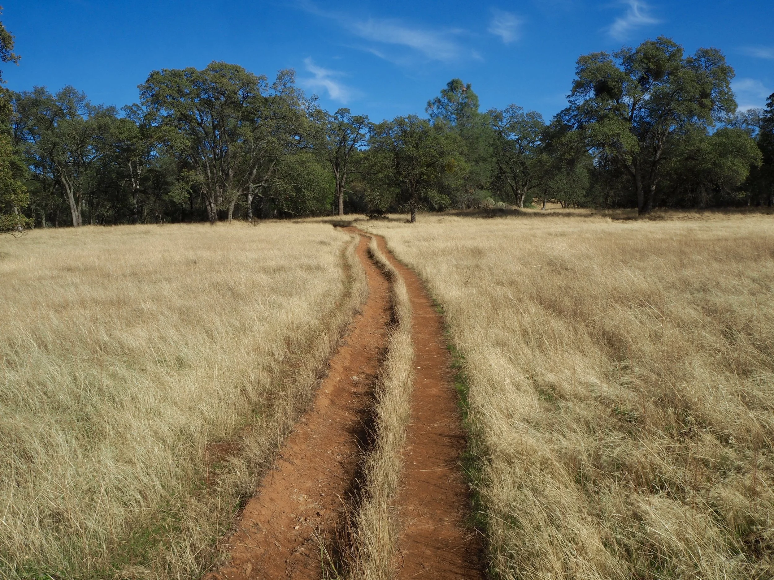 A dirt path running through a grassy field with trees in the background and a blue sky overhead.