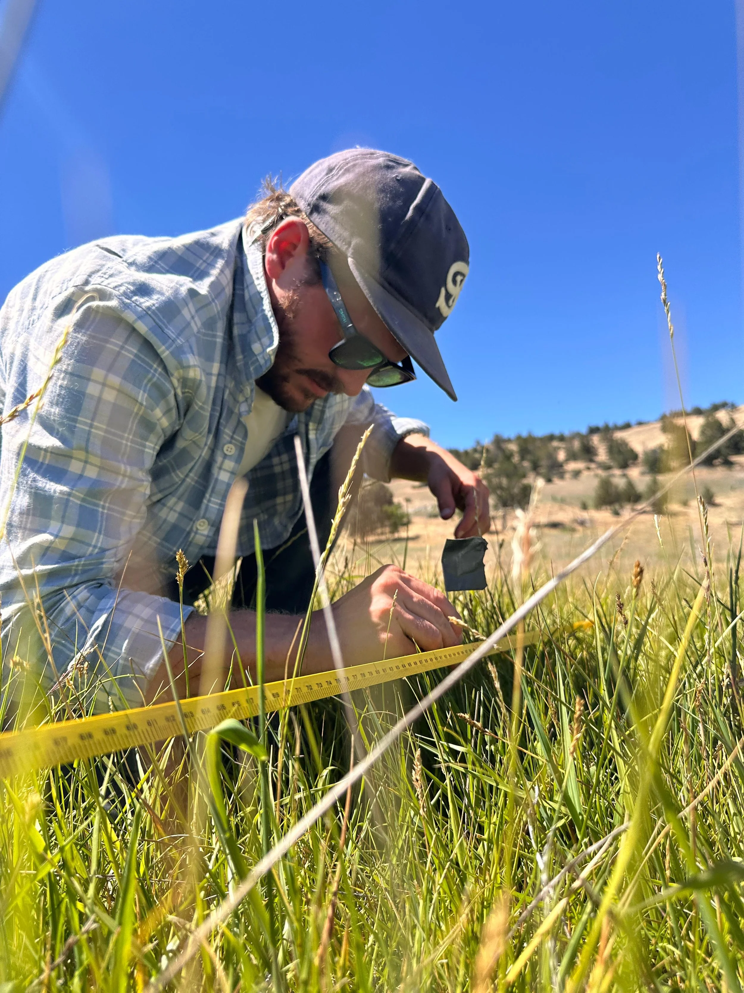 A man measuring plants in a field with a yellow measuring tape on a sunny day.
