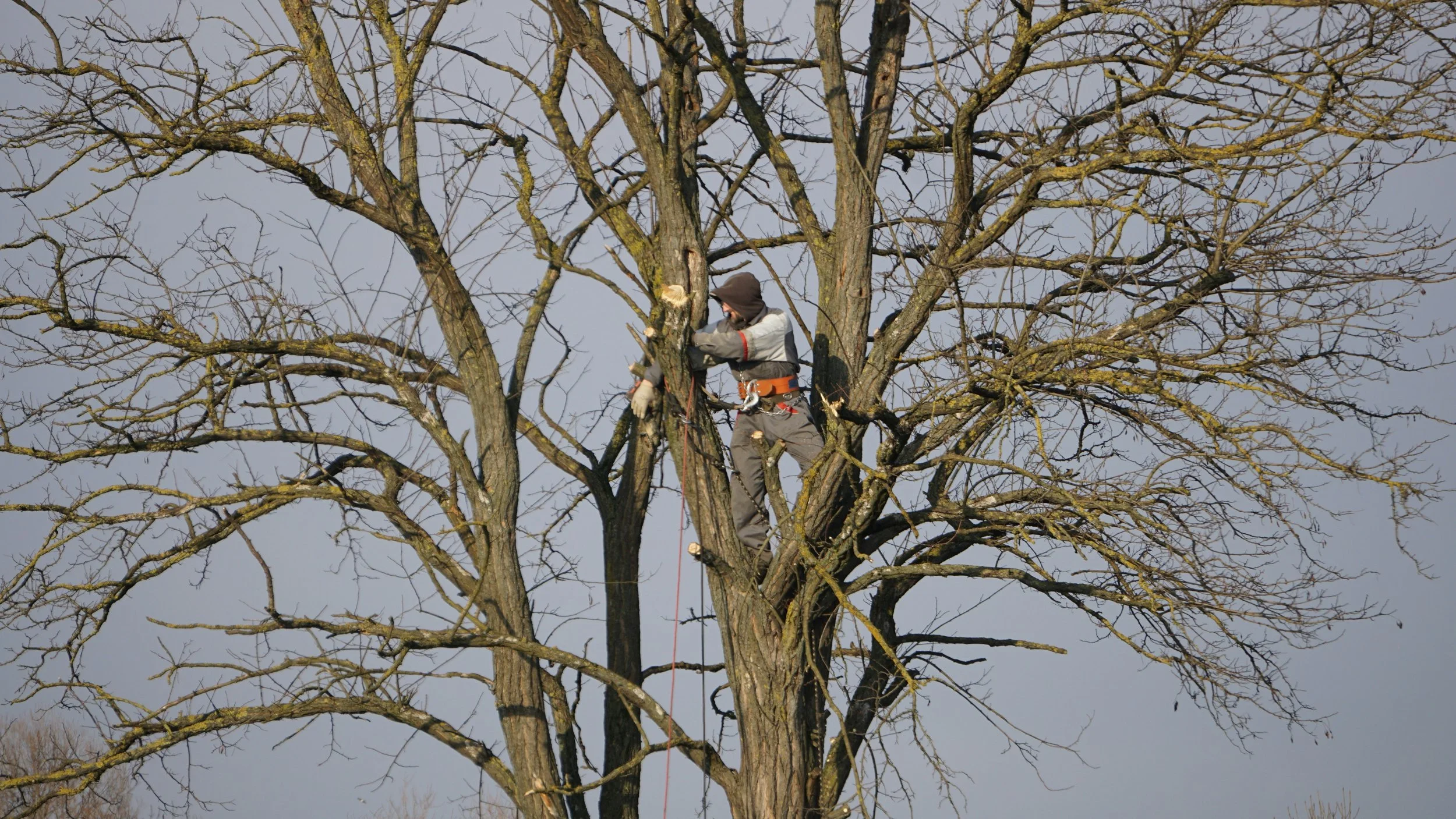 Tree Trimming & Pruning